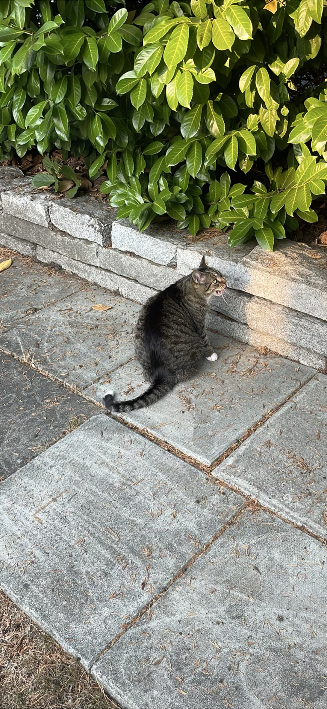 Burt, a cat found on Chonk Finder