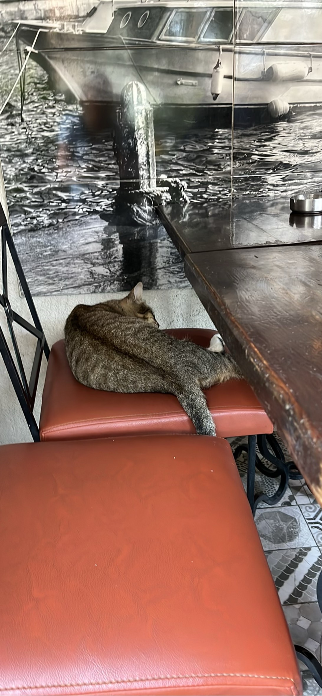 Cheers, a cat found on Chonk Finder