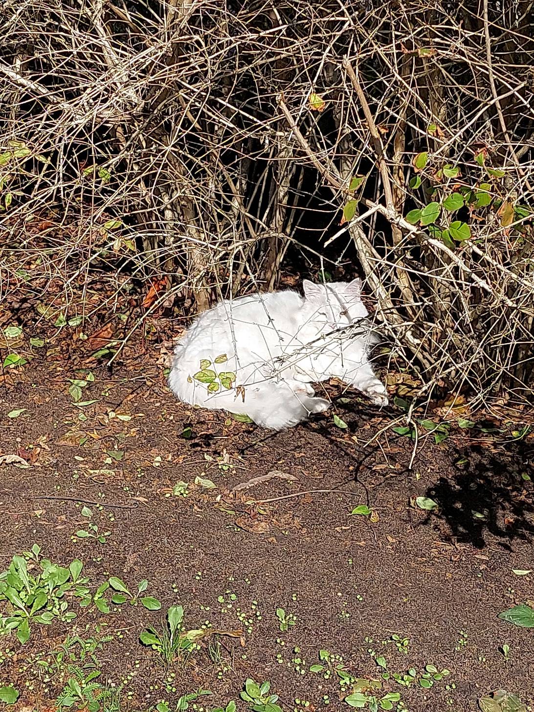 Blanca, a cat found on Chonk Finder