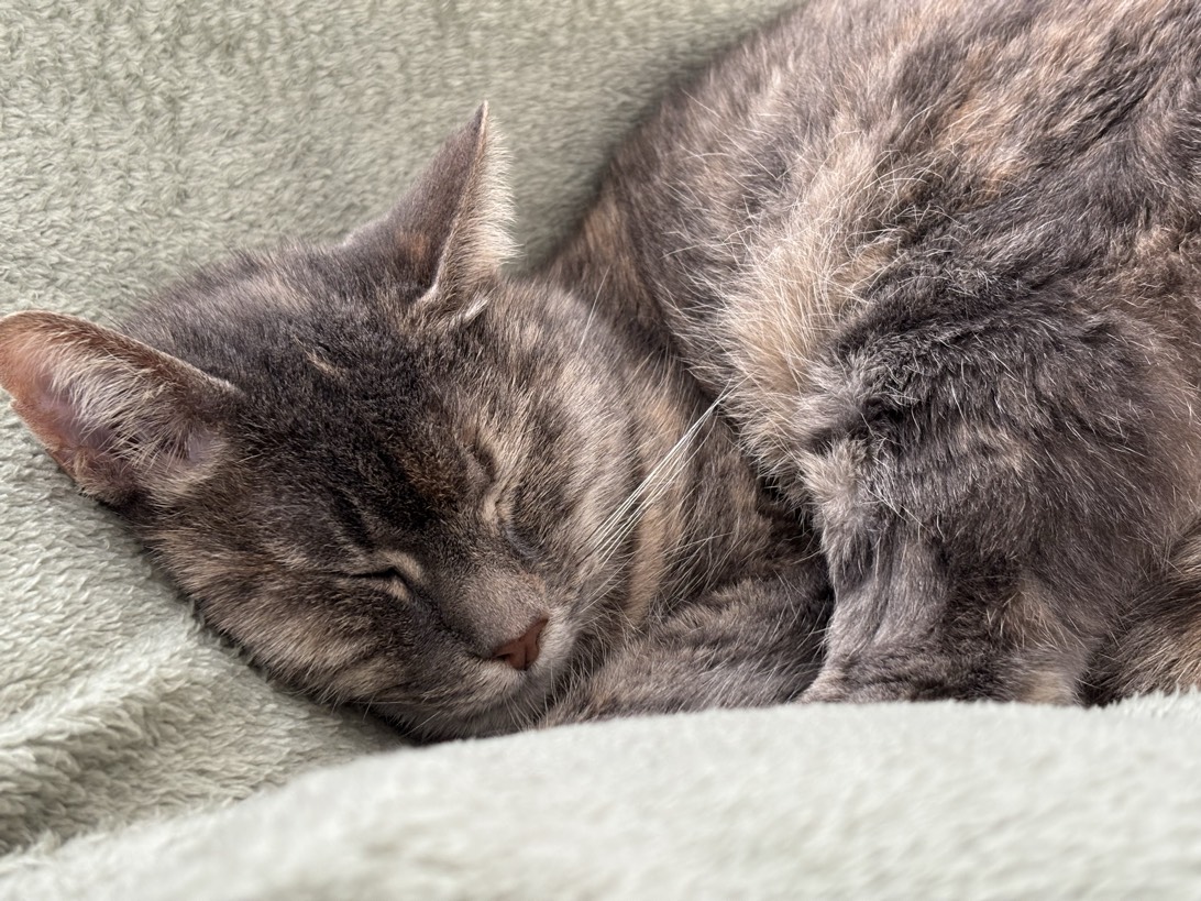Mauï, a cat found on Chonk Finder
