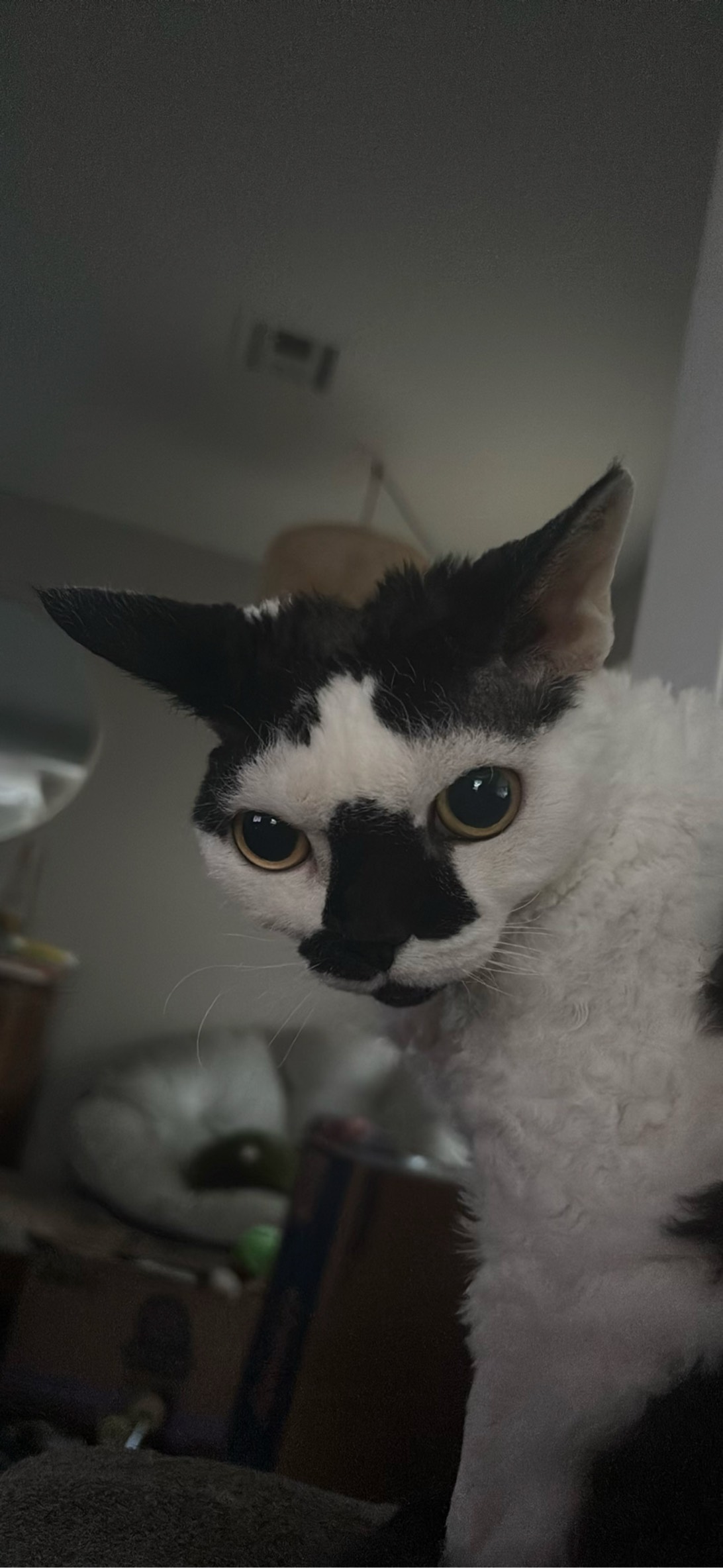 Zorro, a cat found on Chonk Finder