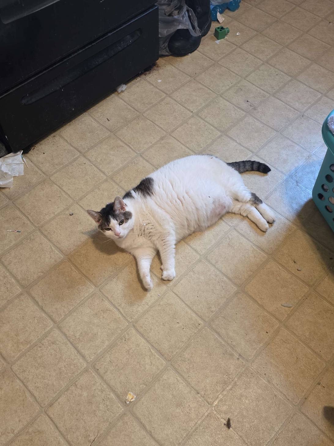 Rem, a cat found on Chonk Finder