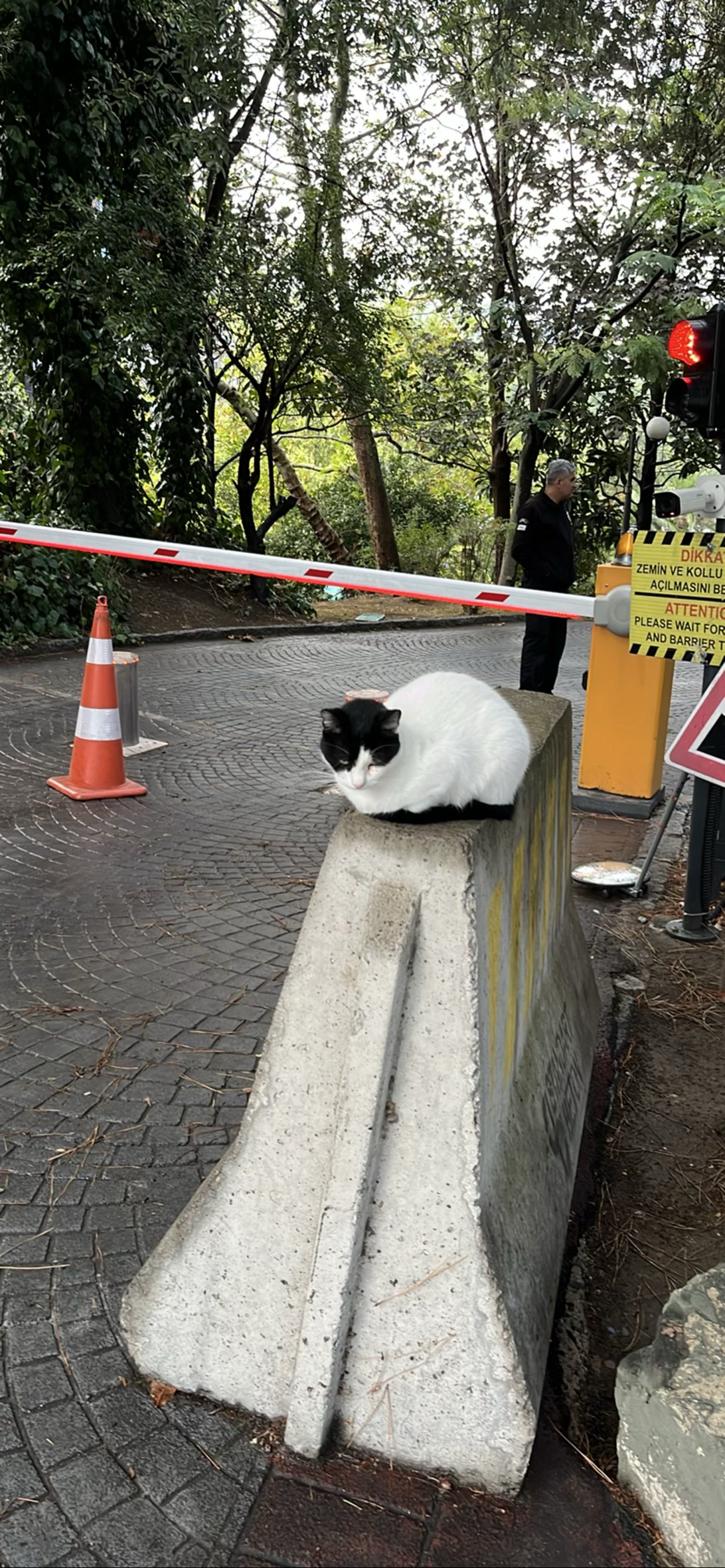 Gendarme, a cat found on Chonk Finder