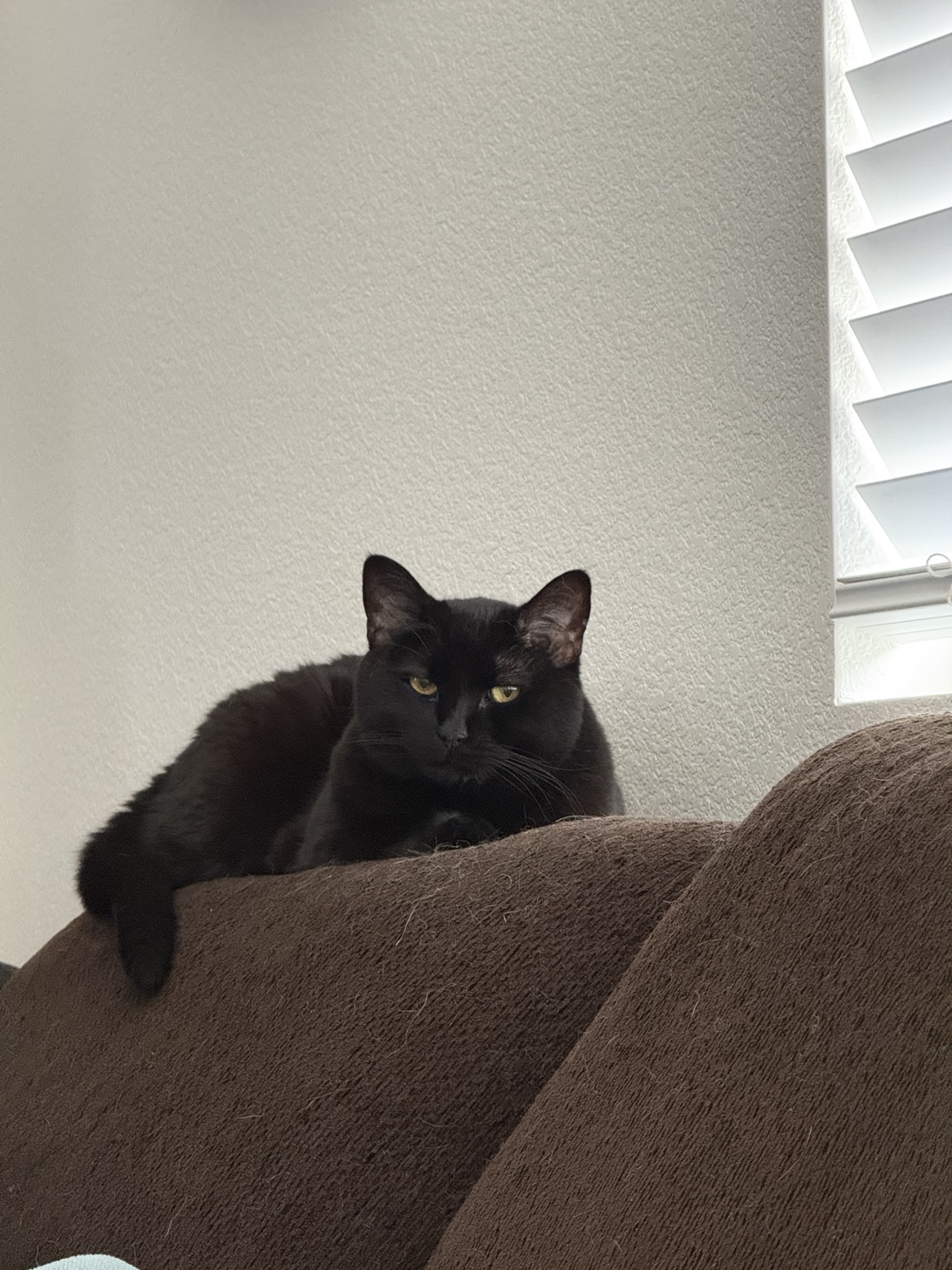 Bubby, a cat found on Chonk Finder