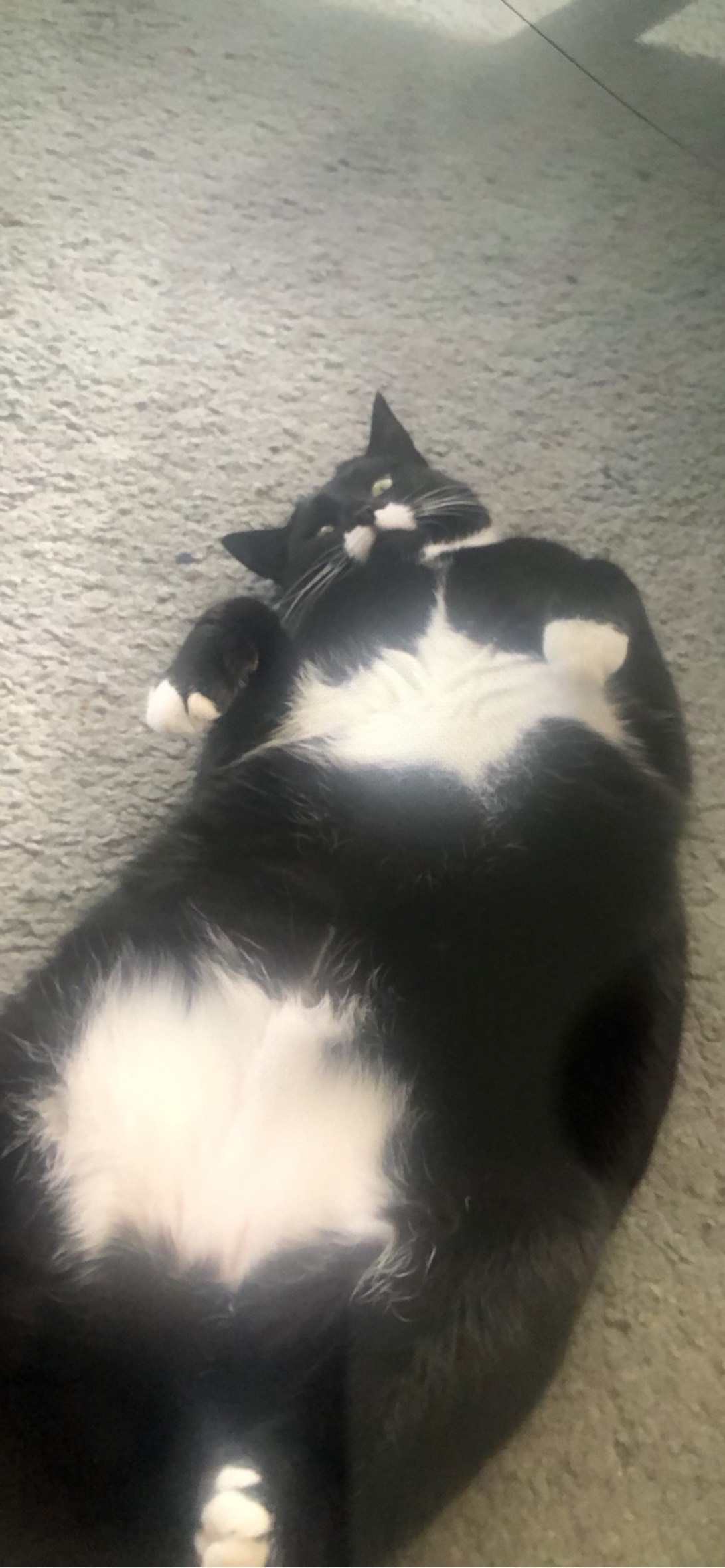 Chungus, a cat found on Chonk Finder