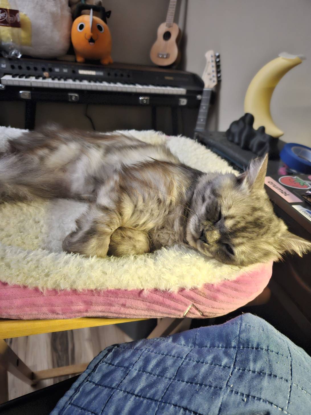 Tusck, a cat found on Chonk Finder