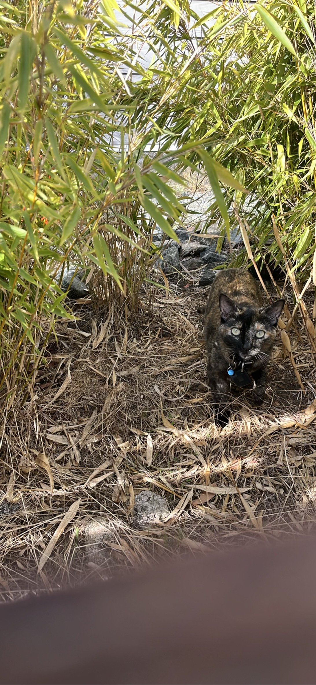 Hazel, a cat found on Chonk Finder