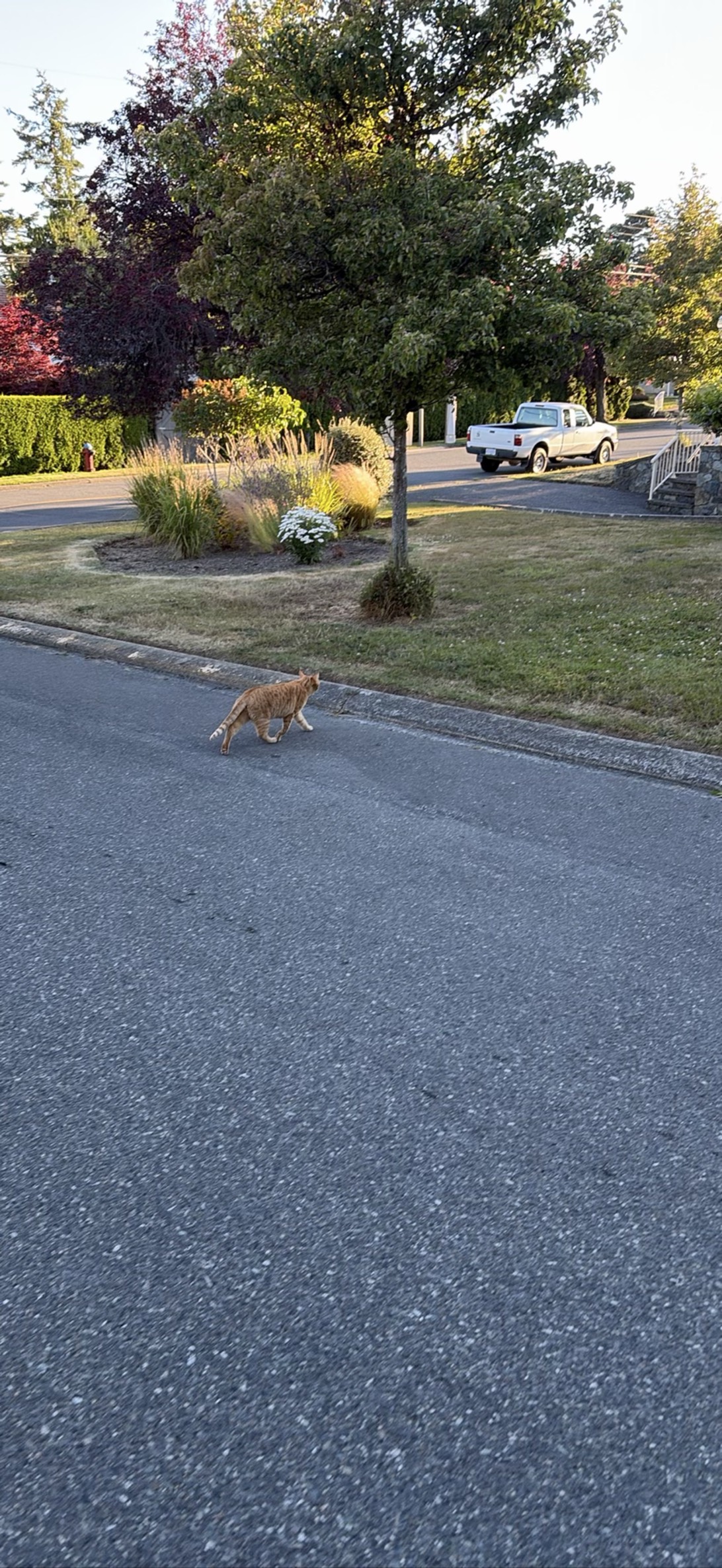 Road Crosser, a cat found on Chonk Finder