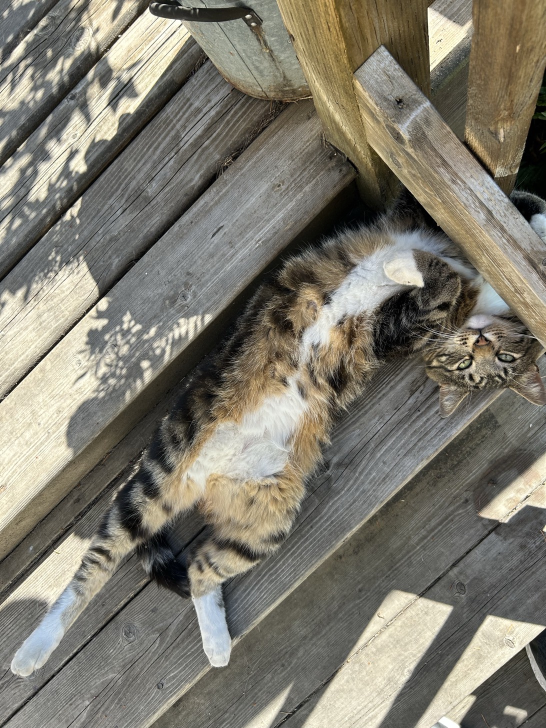 Stanley, a cat found on Chonk Finder