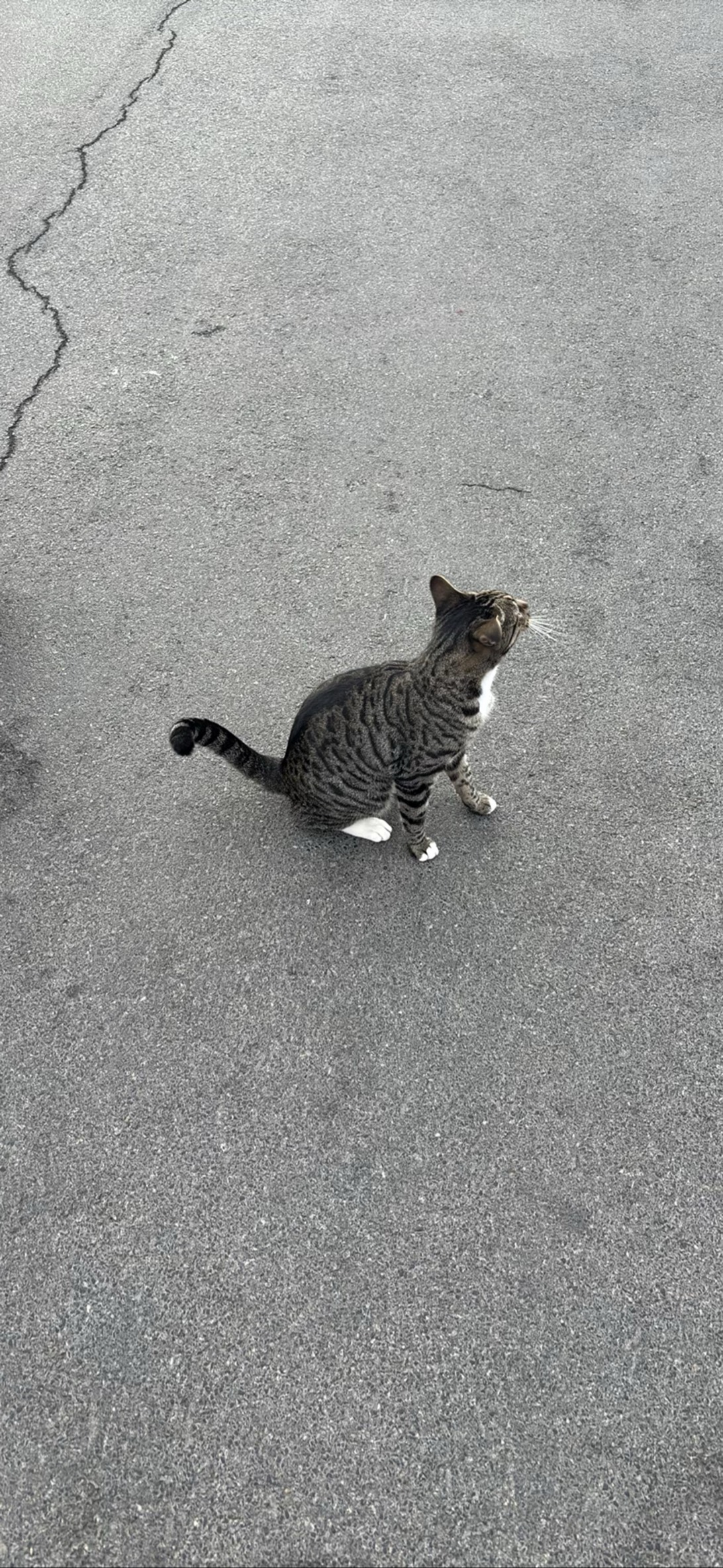 Dexter, a cat found on Chonk Finder