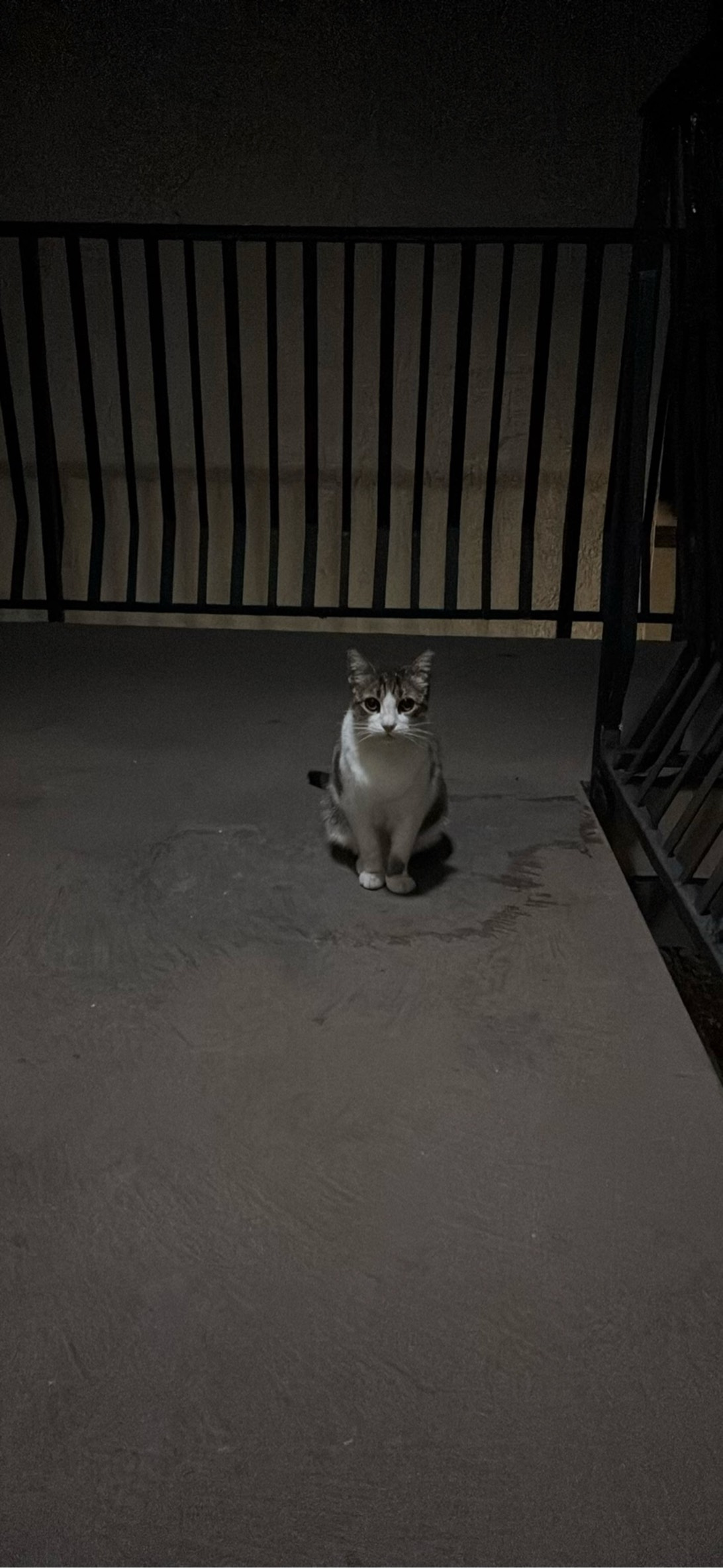 Priscilla, a cat found on Chonk Finder