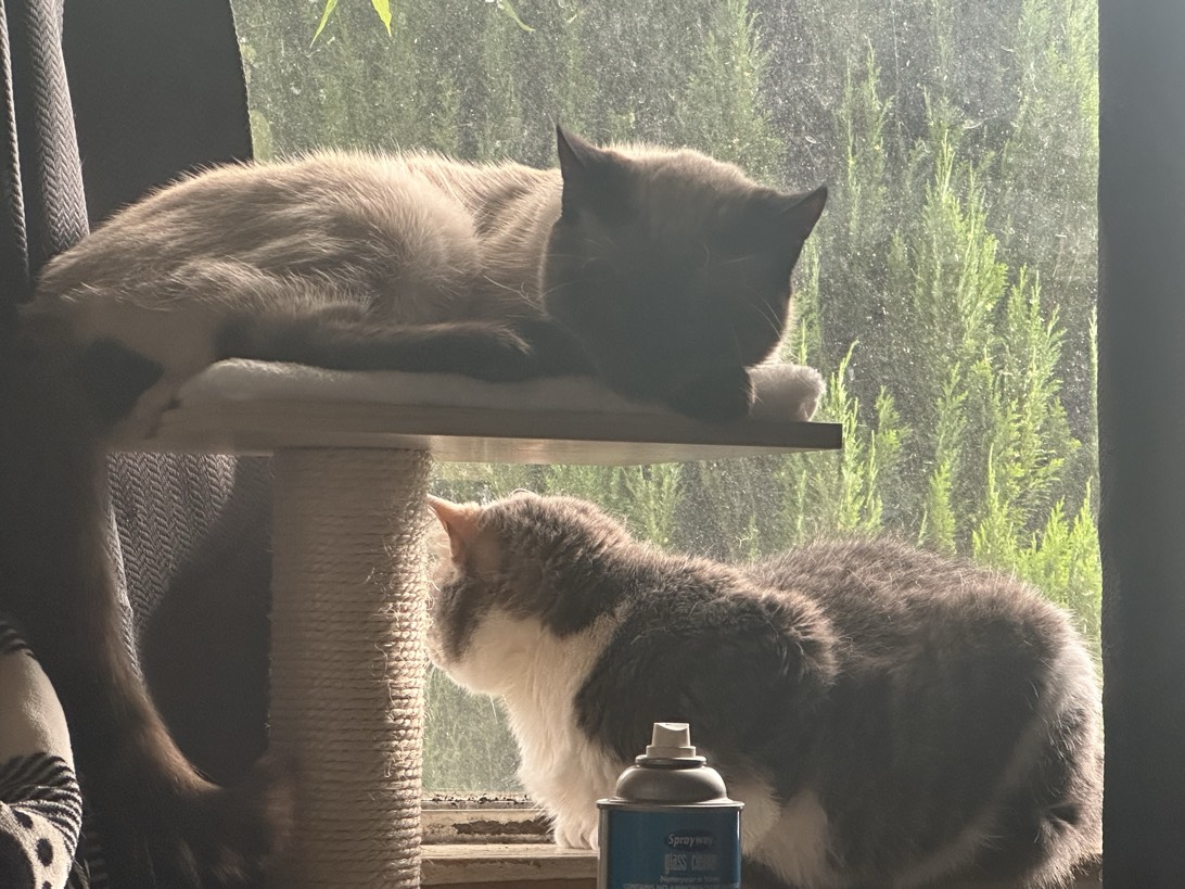 Fawkes and Charlotte, a cat found on Chonk Finder