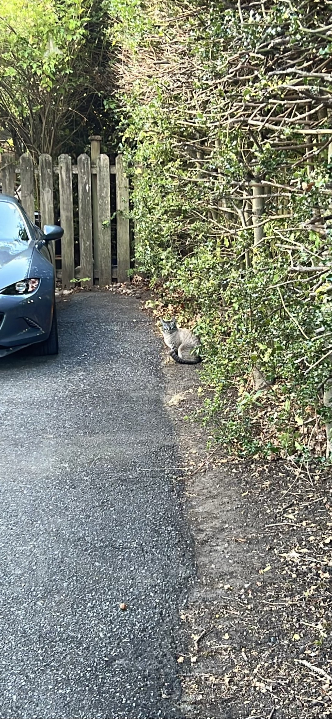 Driveway, a cat found on Chonk Finder