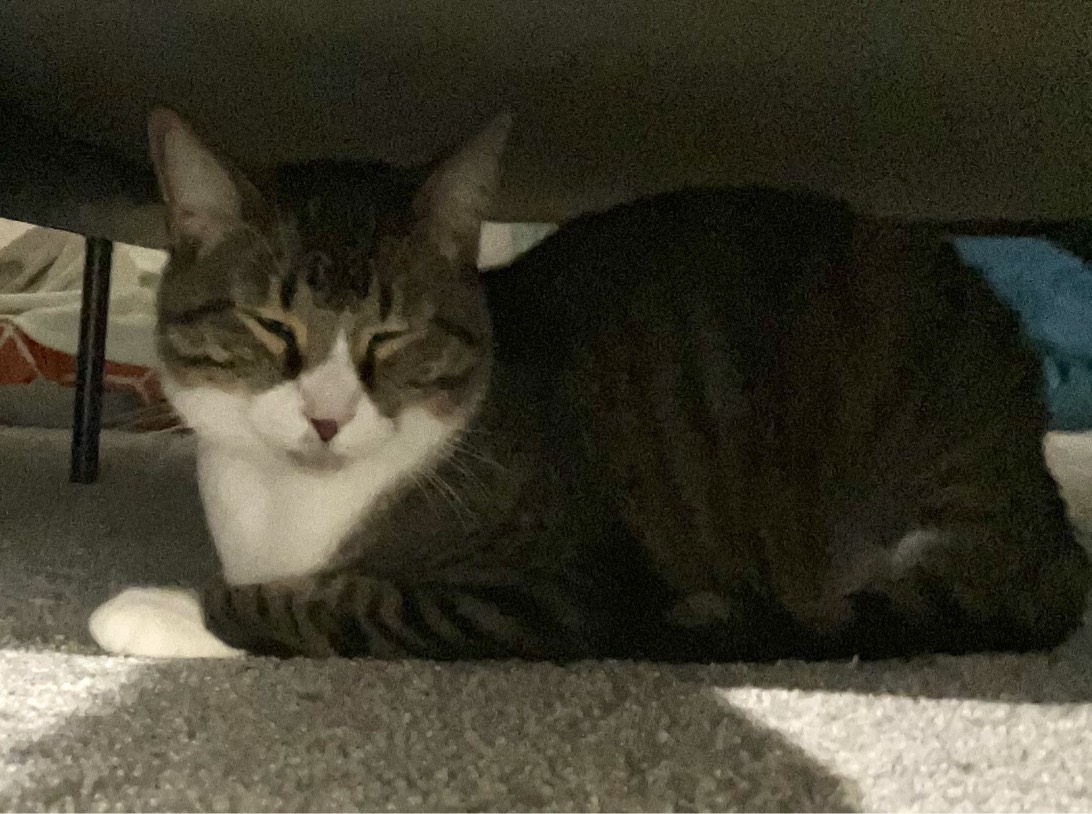 Lemon, a cat found on Chonk Finder