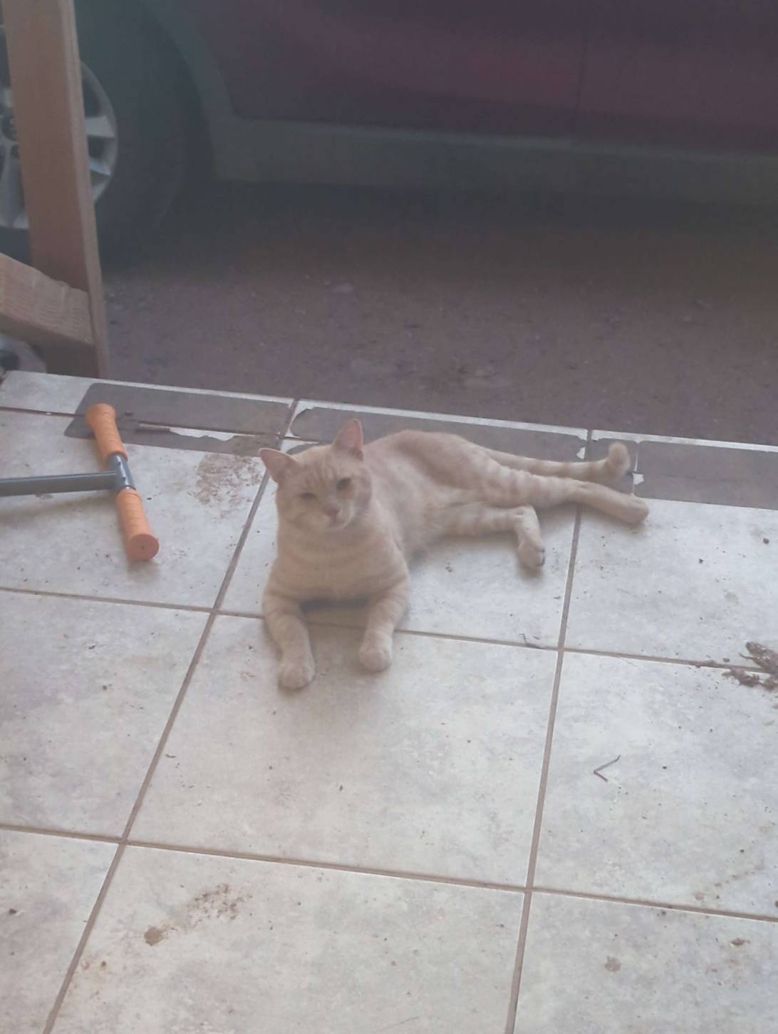 Almond, a cat found on Chonk Finder
