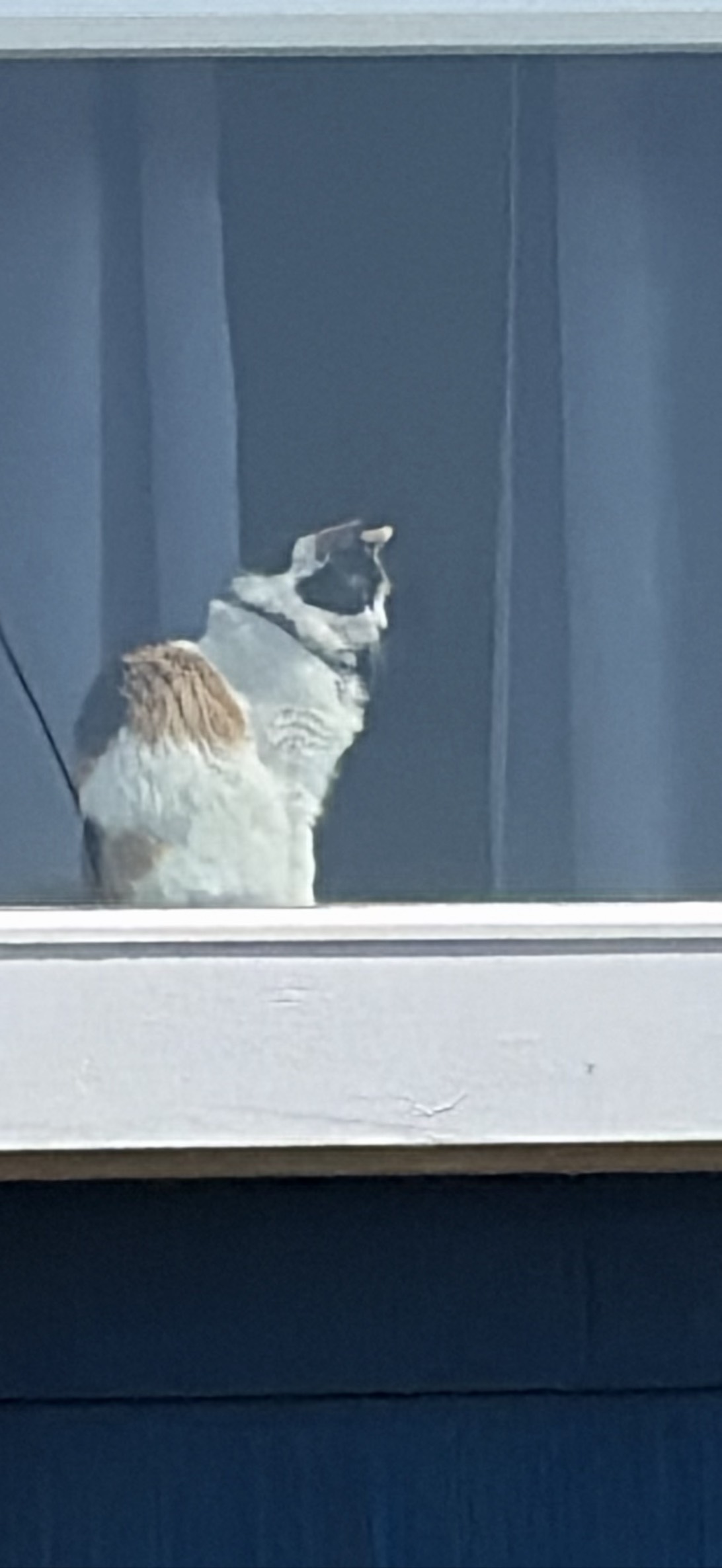 Vigil, a cat found on Chonk Finder
