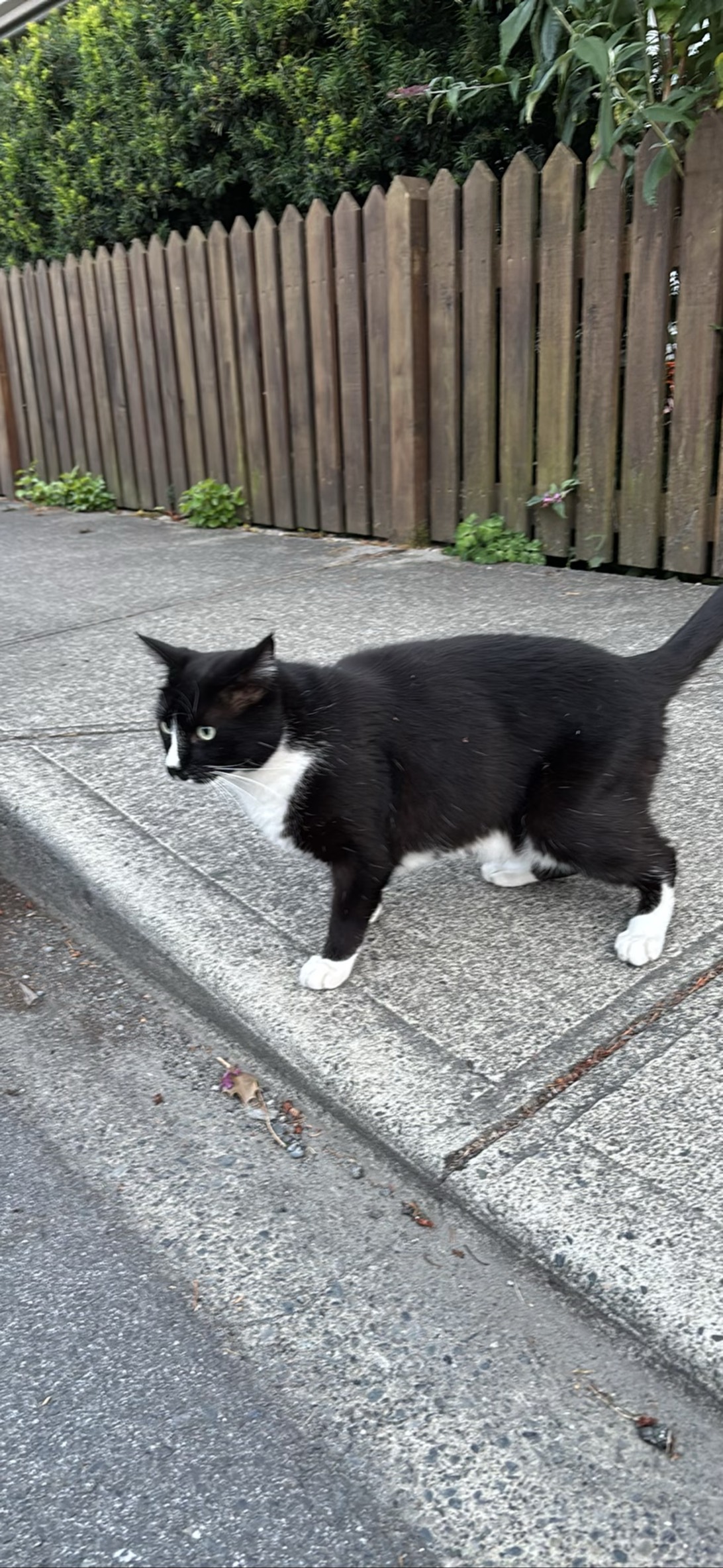 Dexter, a cat found on Chonk Finder