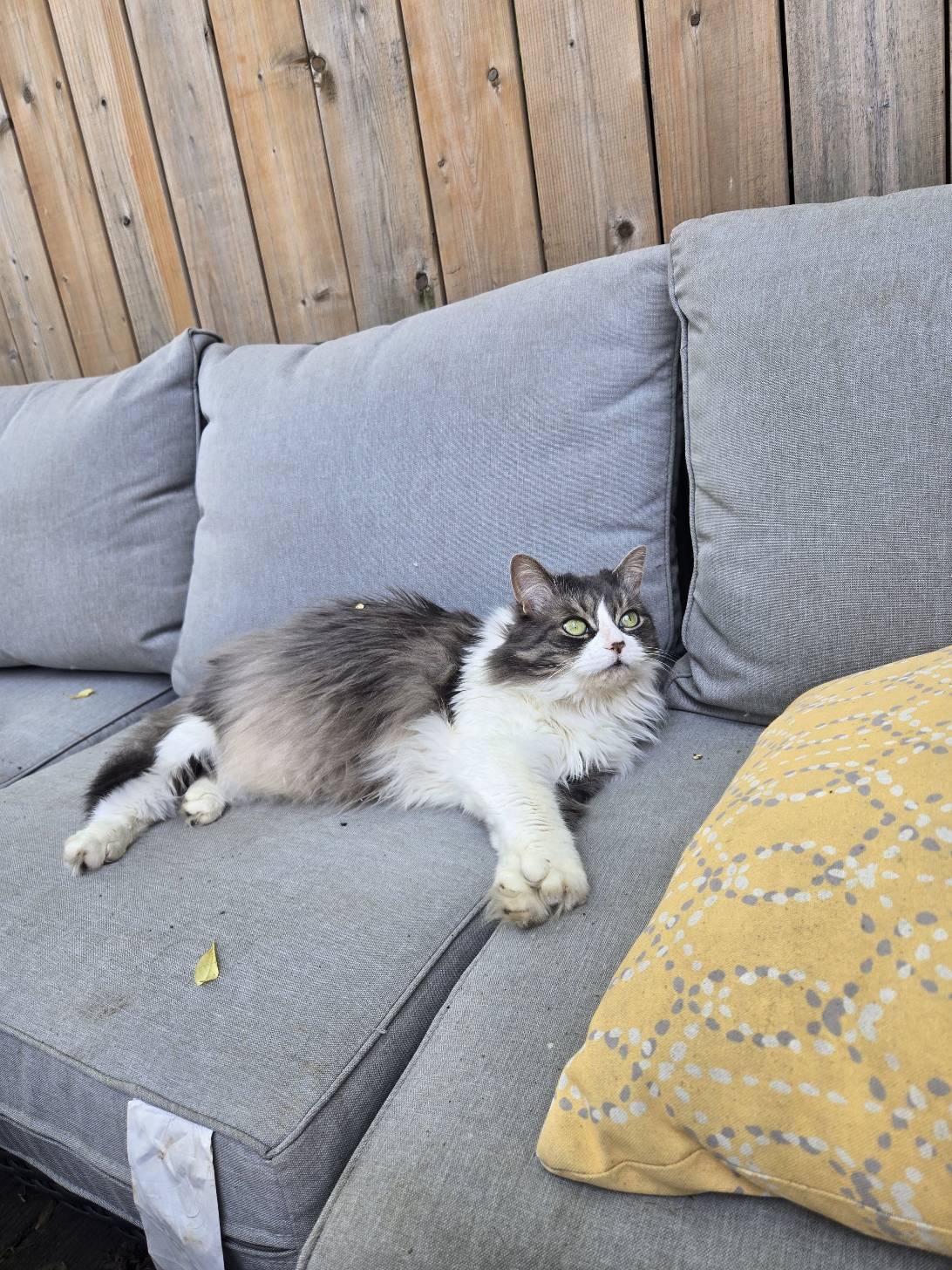 Maeve, a cat found on Chonk Finder