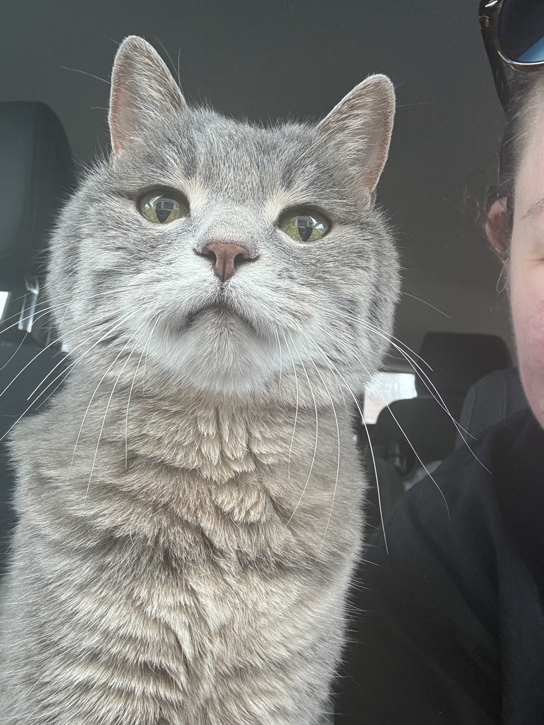 Caaral, a cat found on Chonk Finder