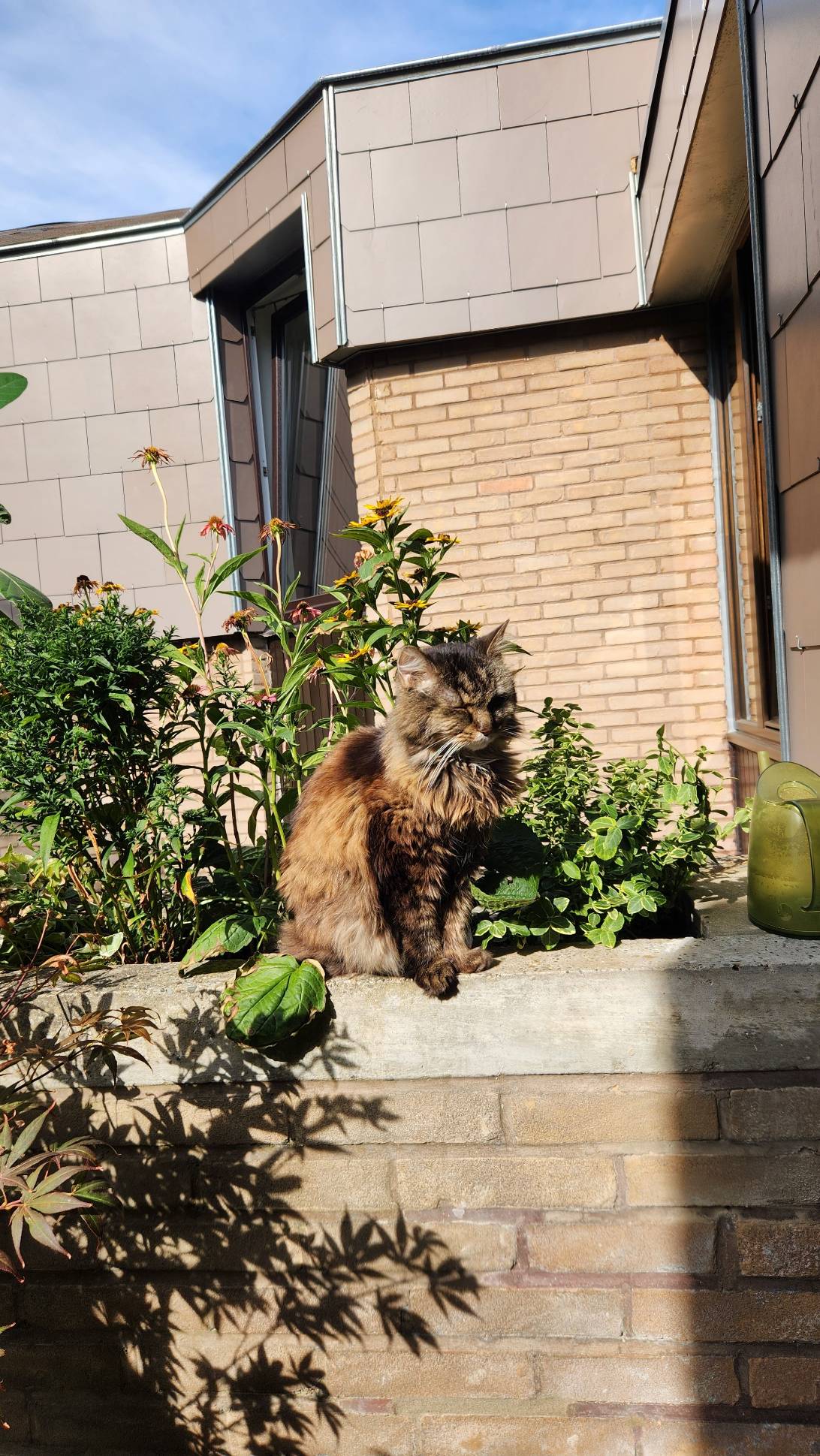 Minnie, a cat found on Chonk Finder