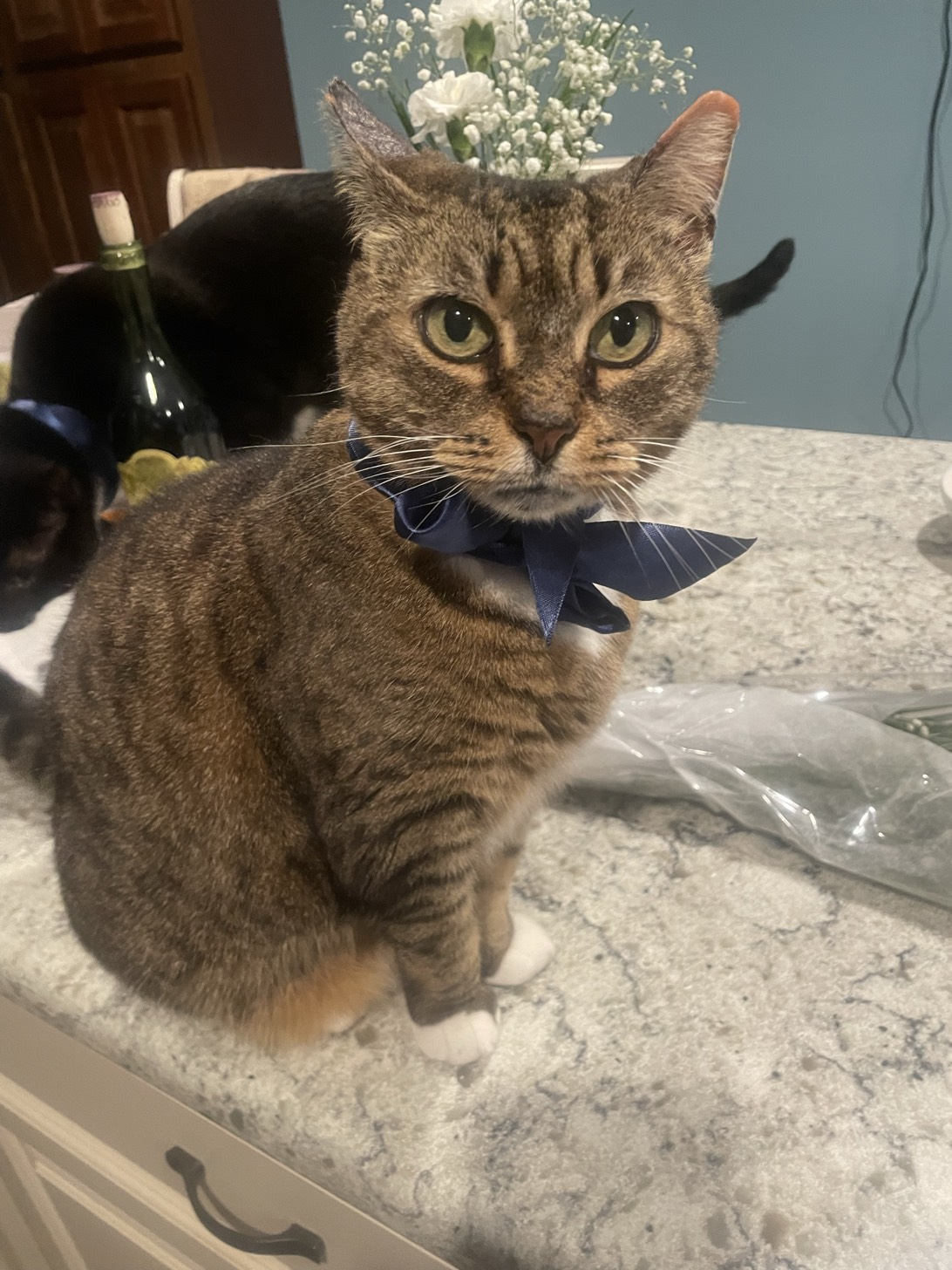 Elsie, a cat found on Chonk Finder