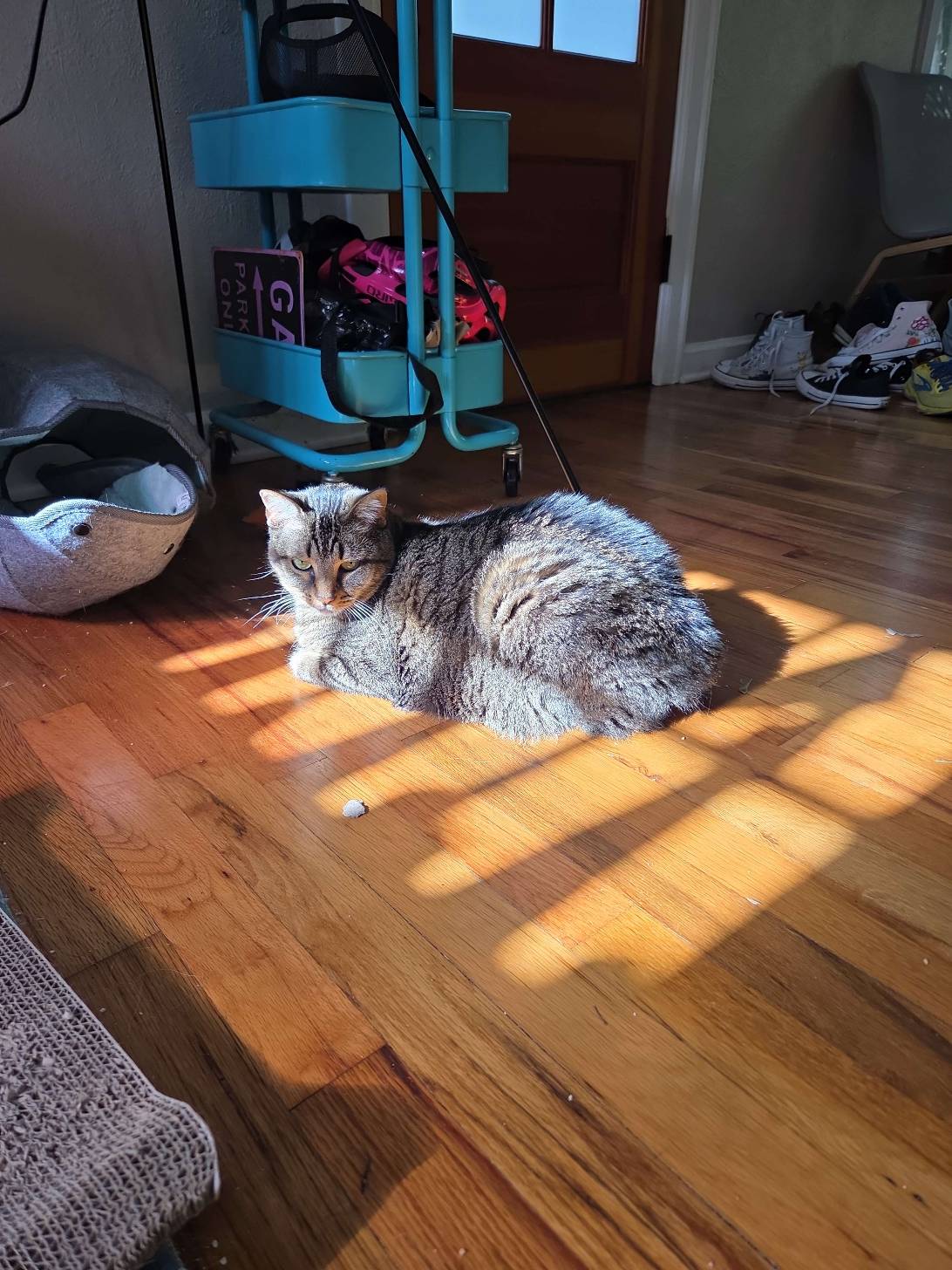 Lycos, a cat found on Chonk Finder