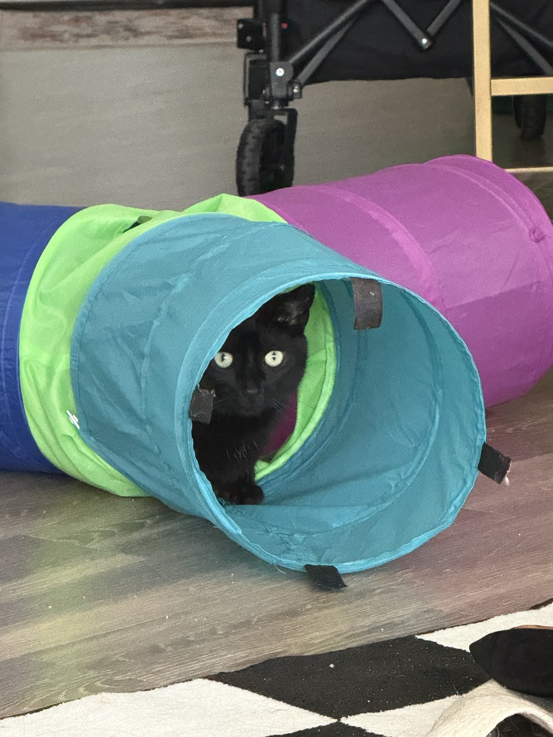Fred, a cat found on Chonk Finder