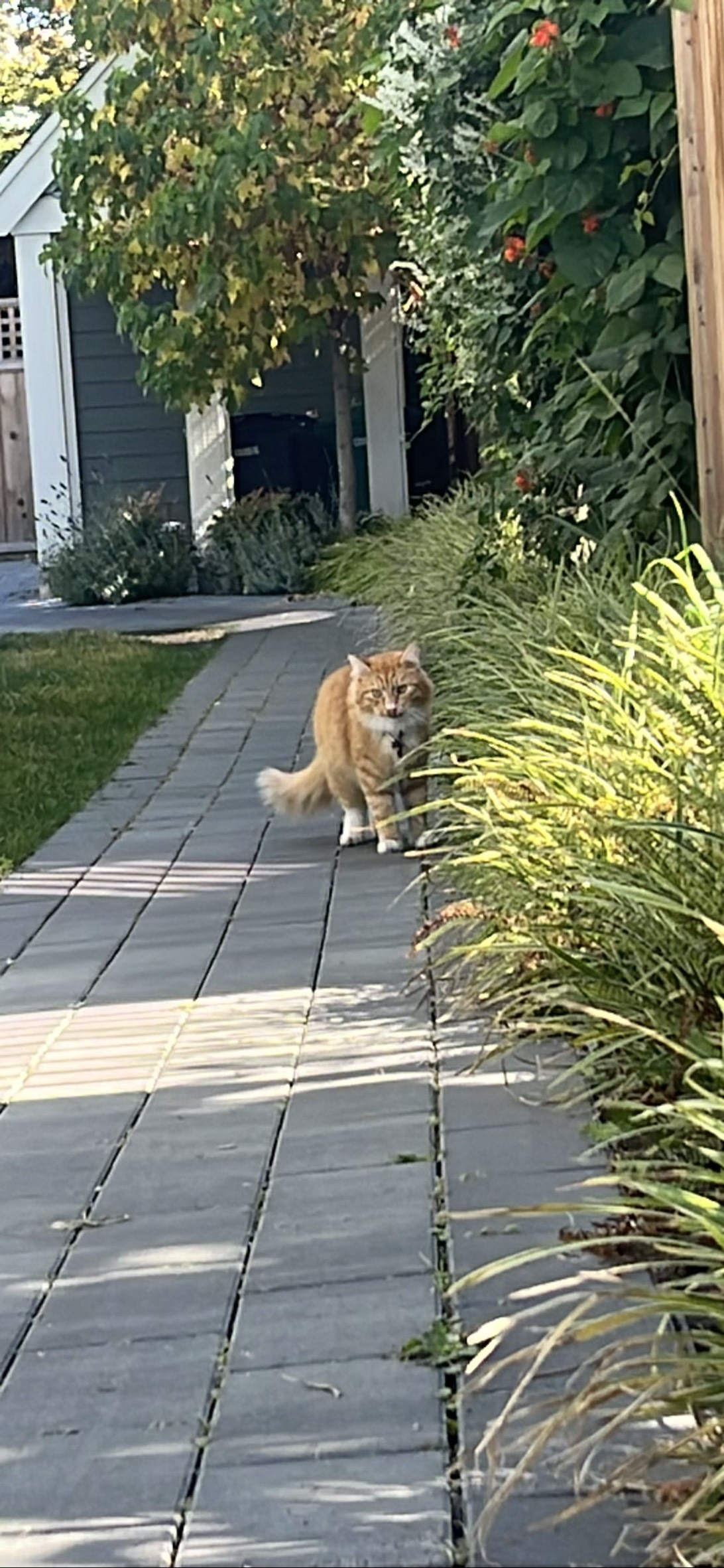 Tony, a cat found on Chonk Finder