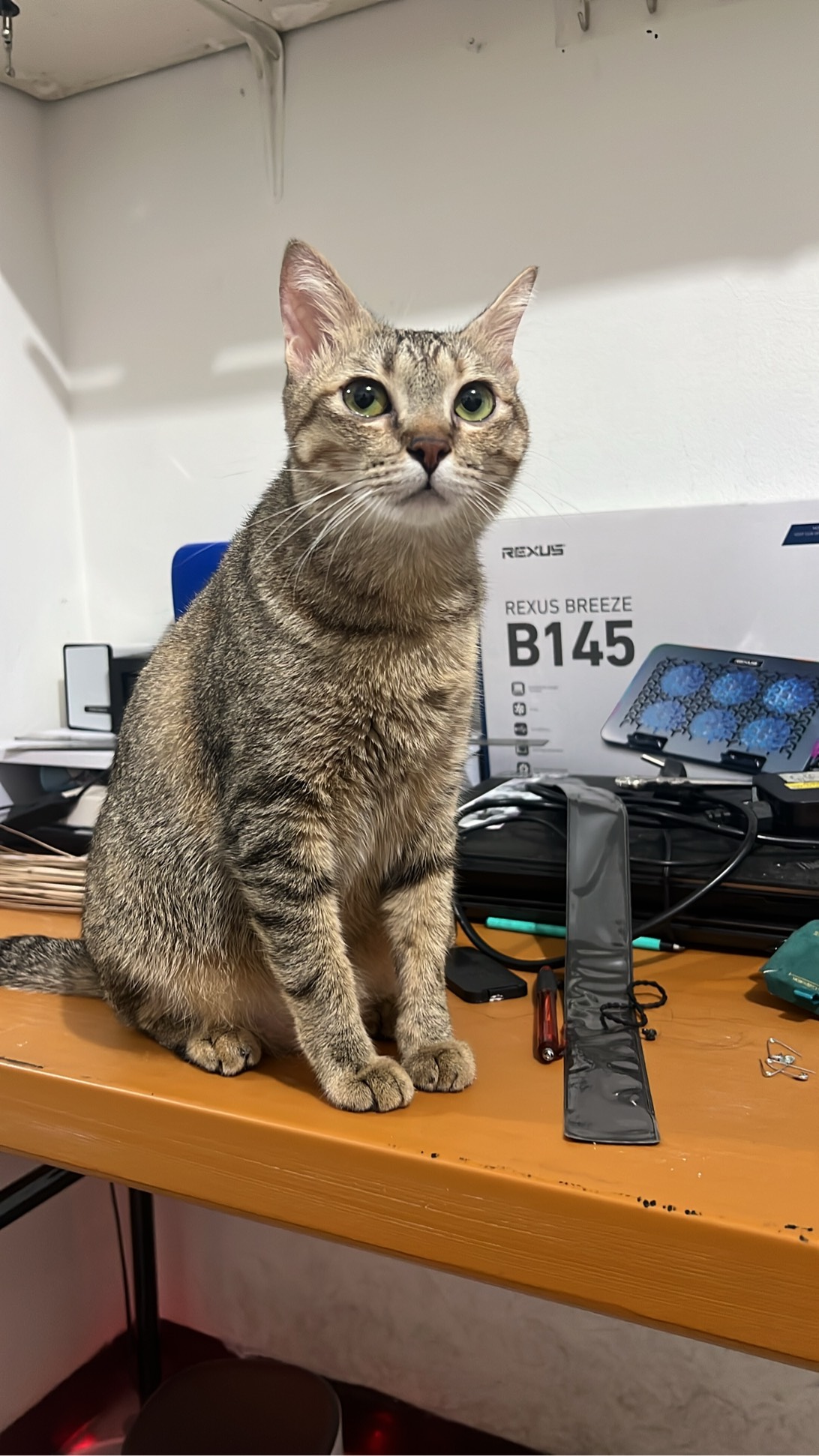 Ayam, a cat found on Chonk Finder