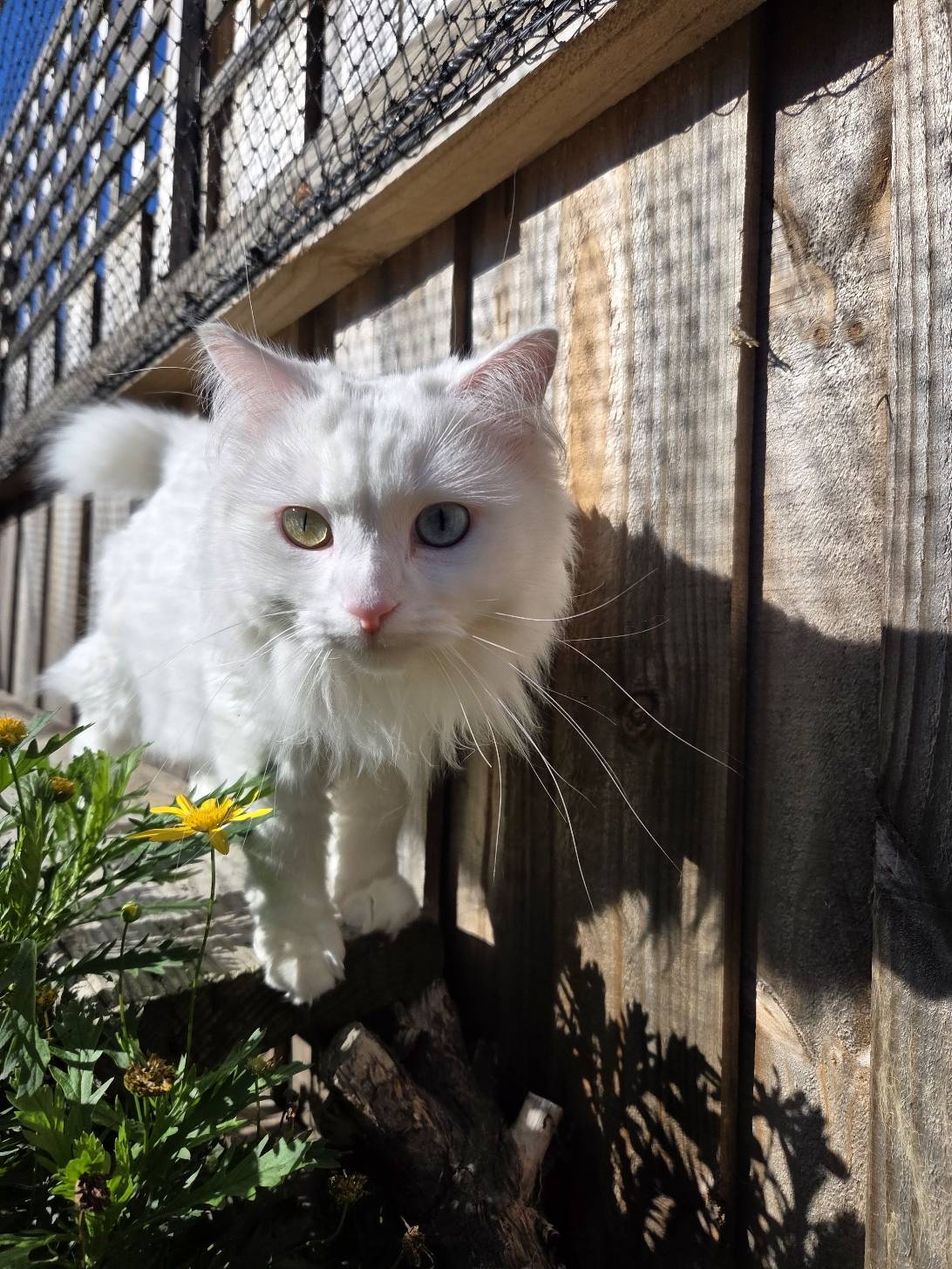 Mina, a cat found on Chonk Finder