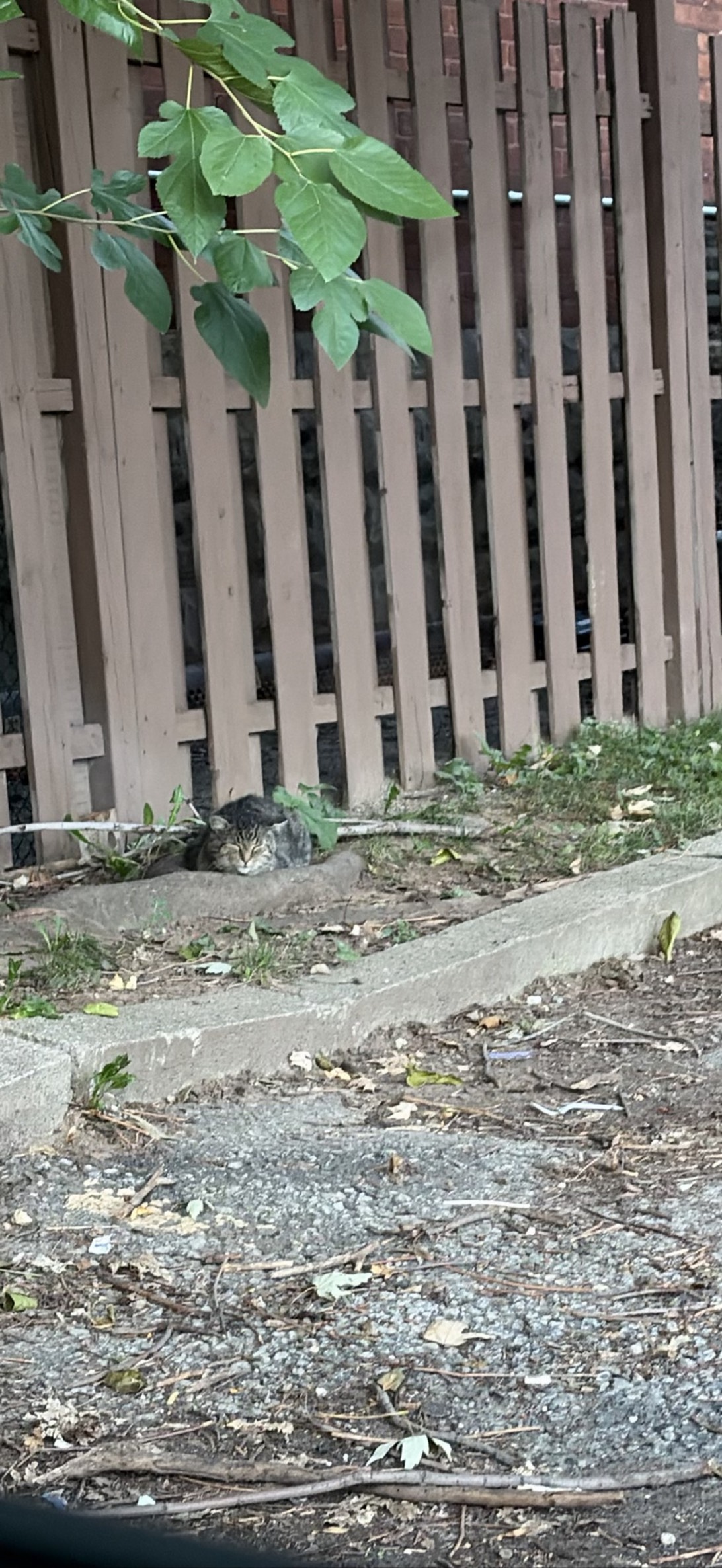 Scruffy, a cat found on Chonk Finder