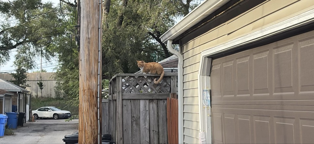King Ginger, a cat found on Chonk Finder