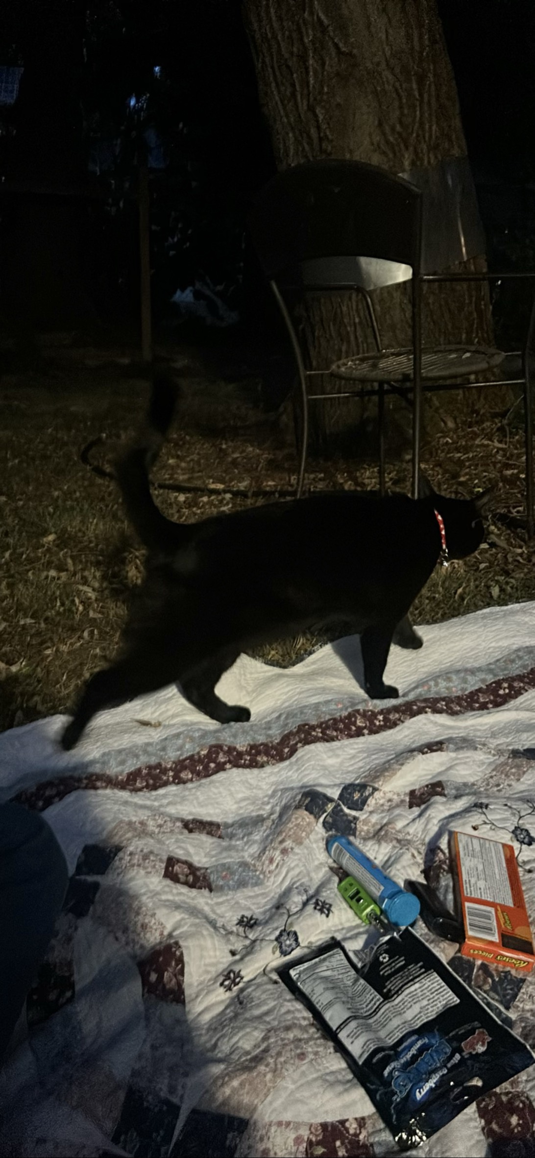 Voreo, a cat found on Chonk Finder