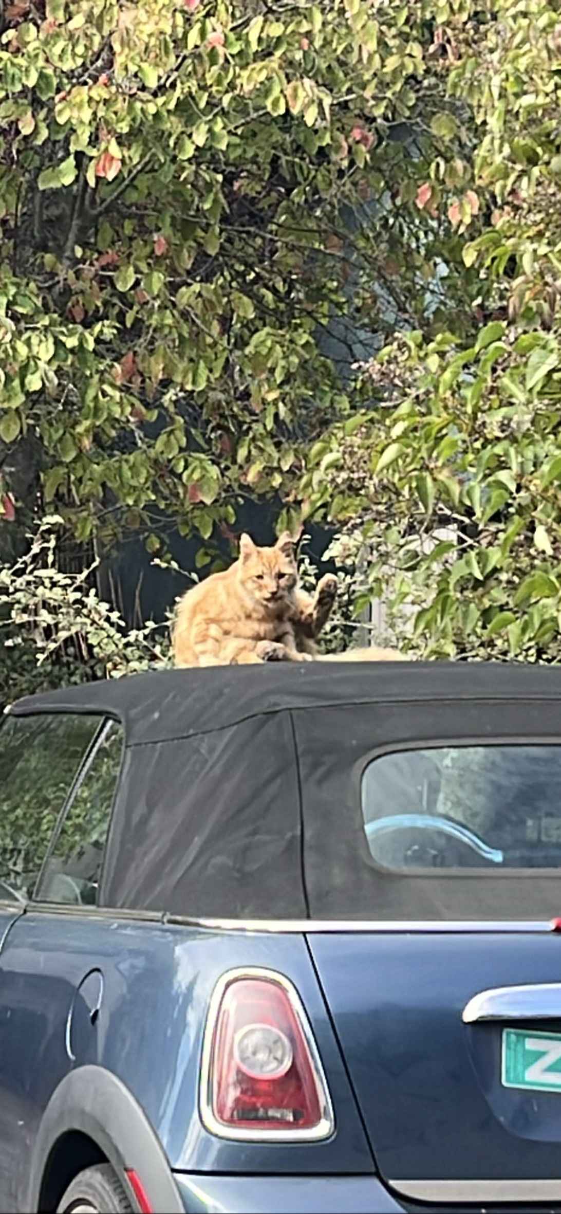 Car Wash, a cat found on Chonk Finder