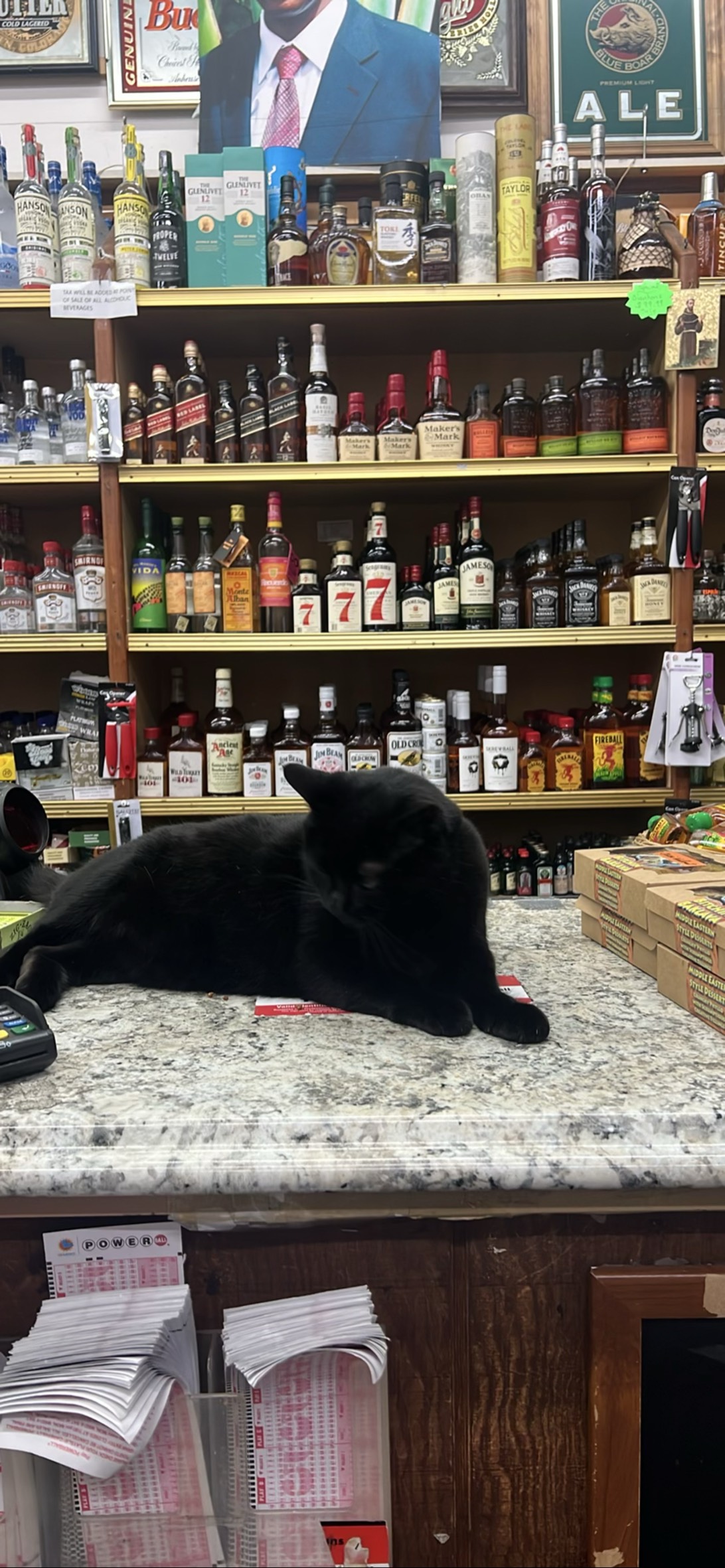 Nancy, a cat found on Chonk Finder