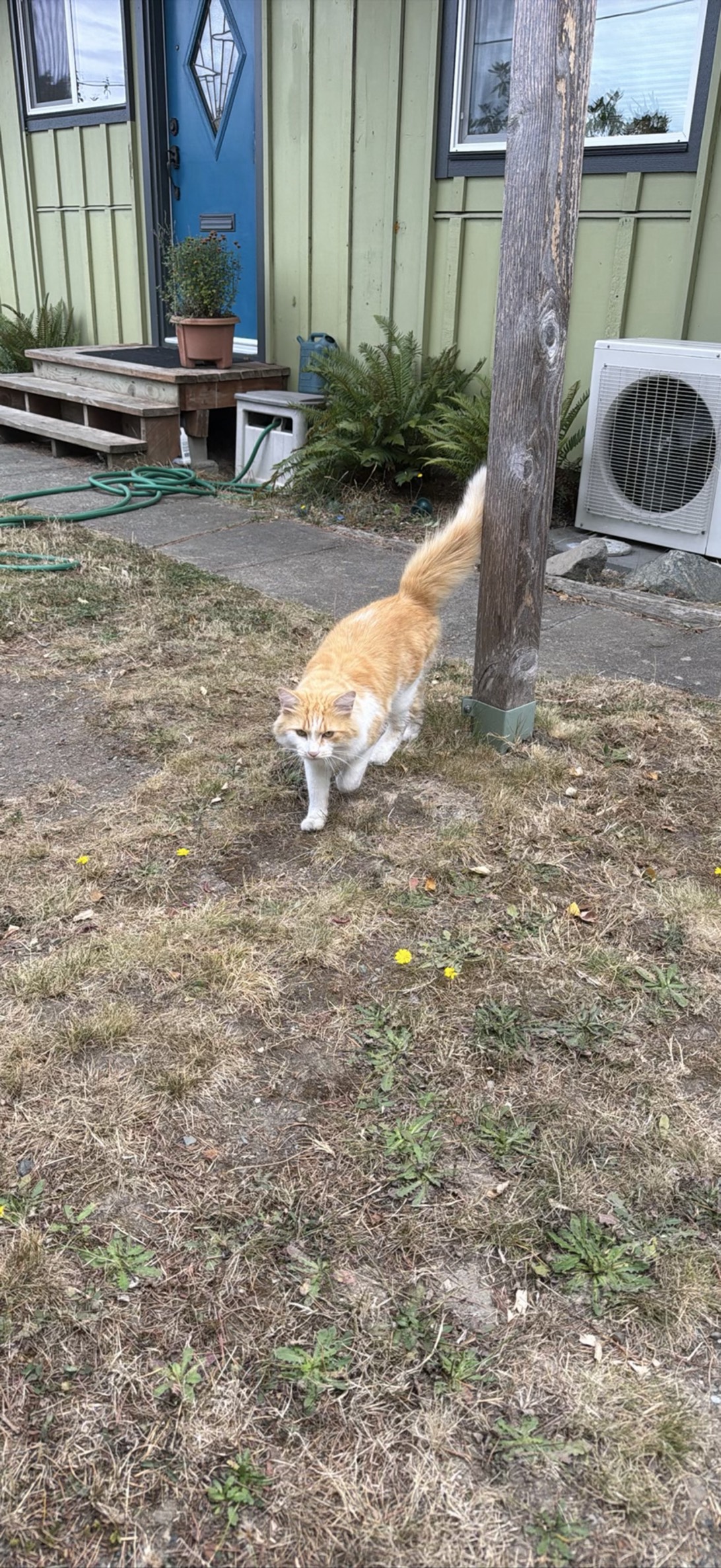 Buckaroo, a cat found on Chonk Finder