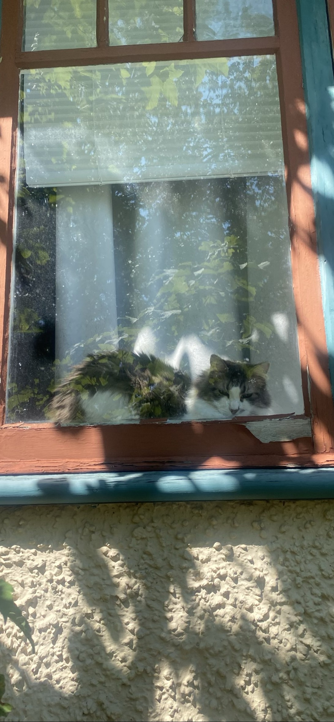 Parsley, a cat found on Chonk Finder