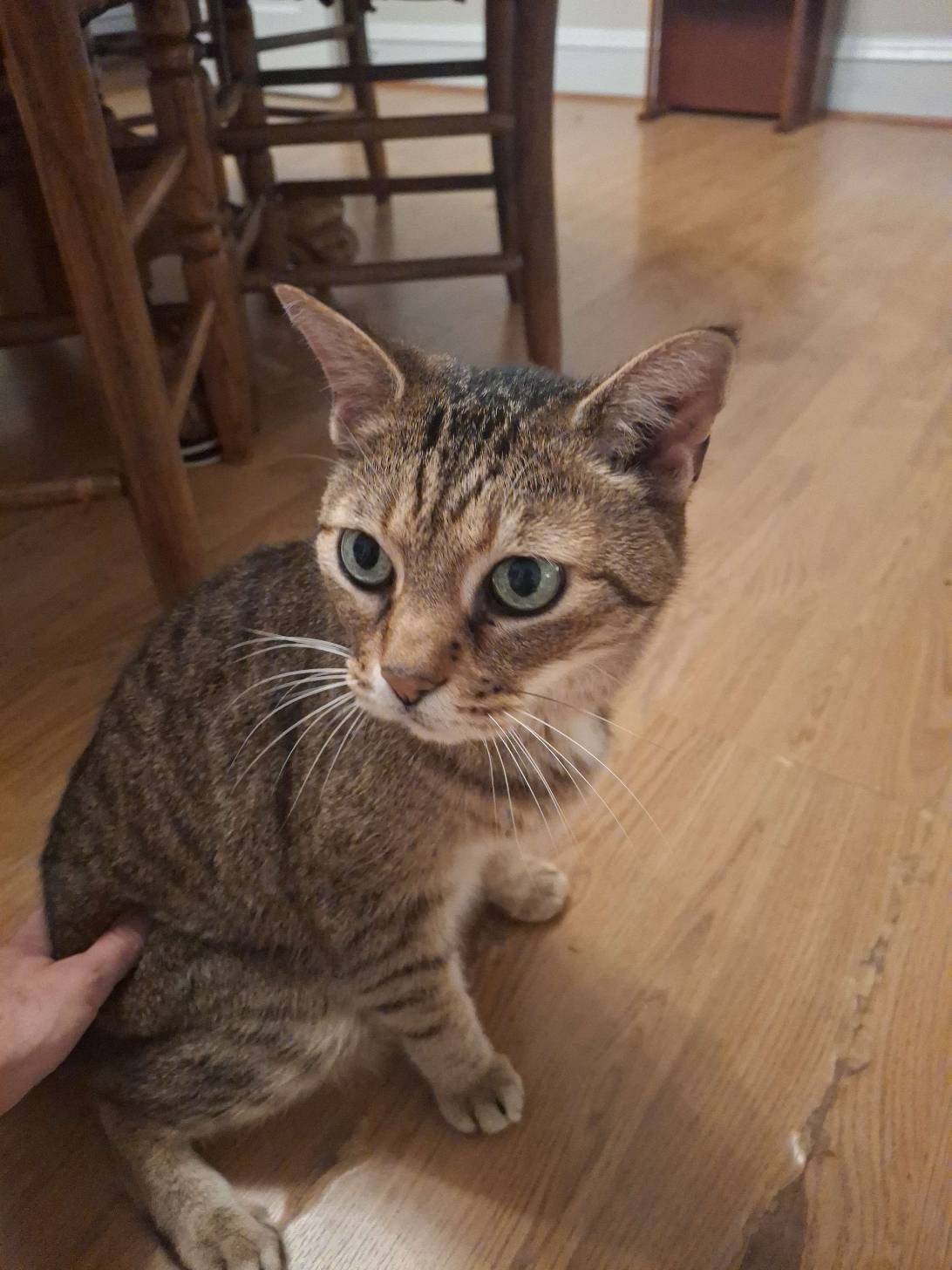 Ezra, a cat found on Chonk Finder