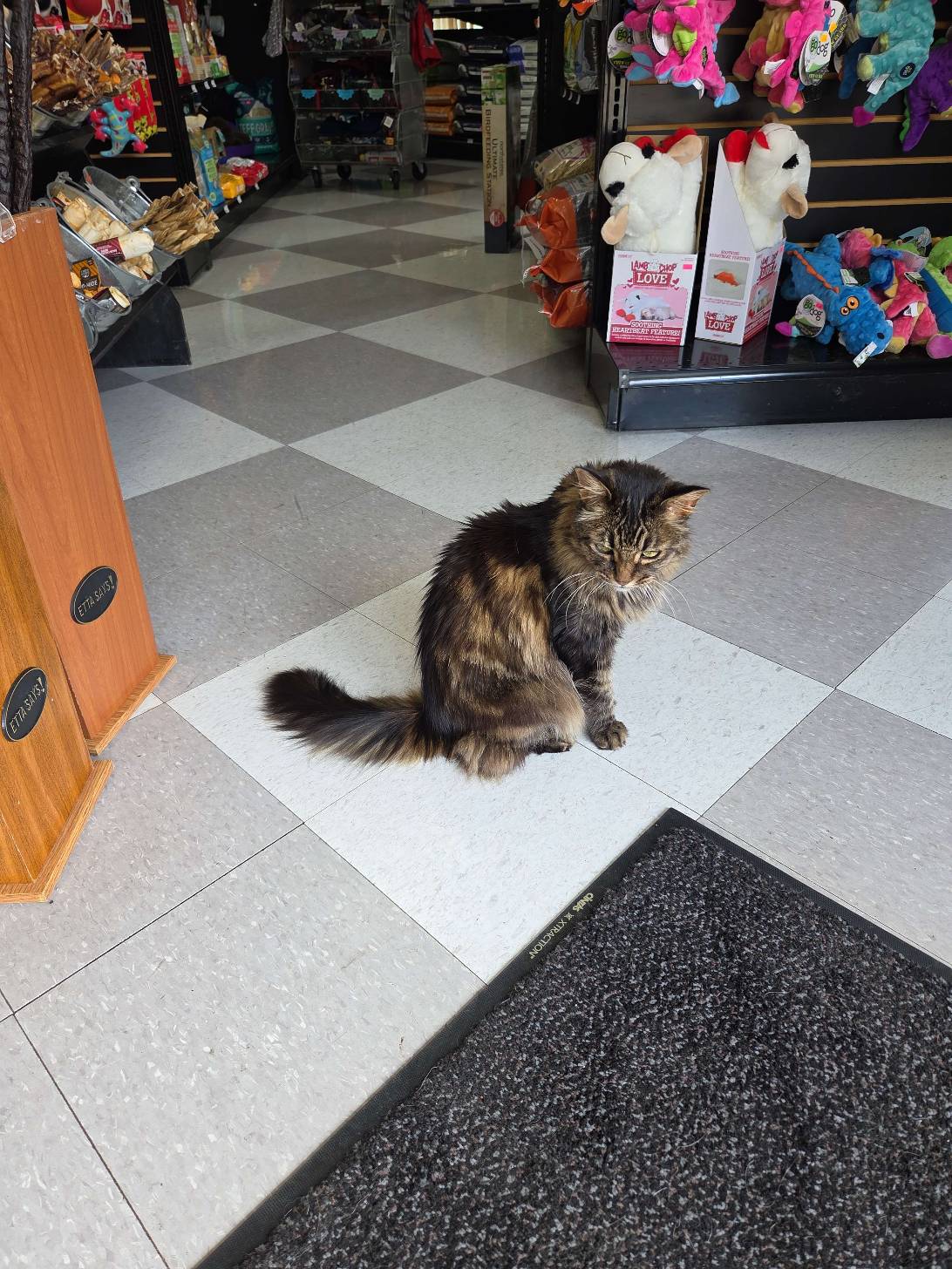 Daphne, a cat found on Chonk Finder
