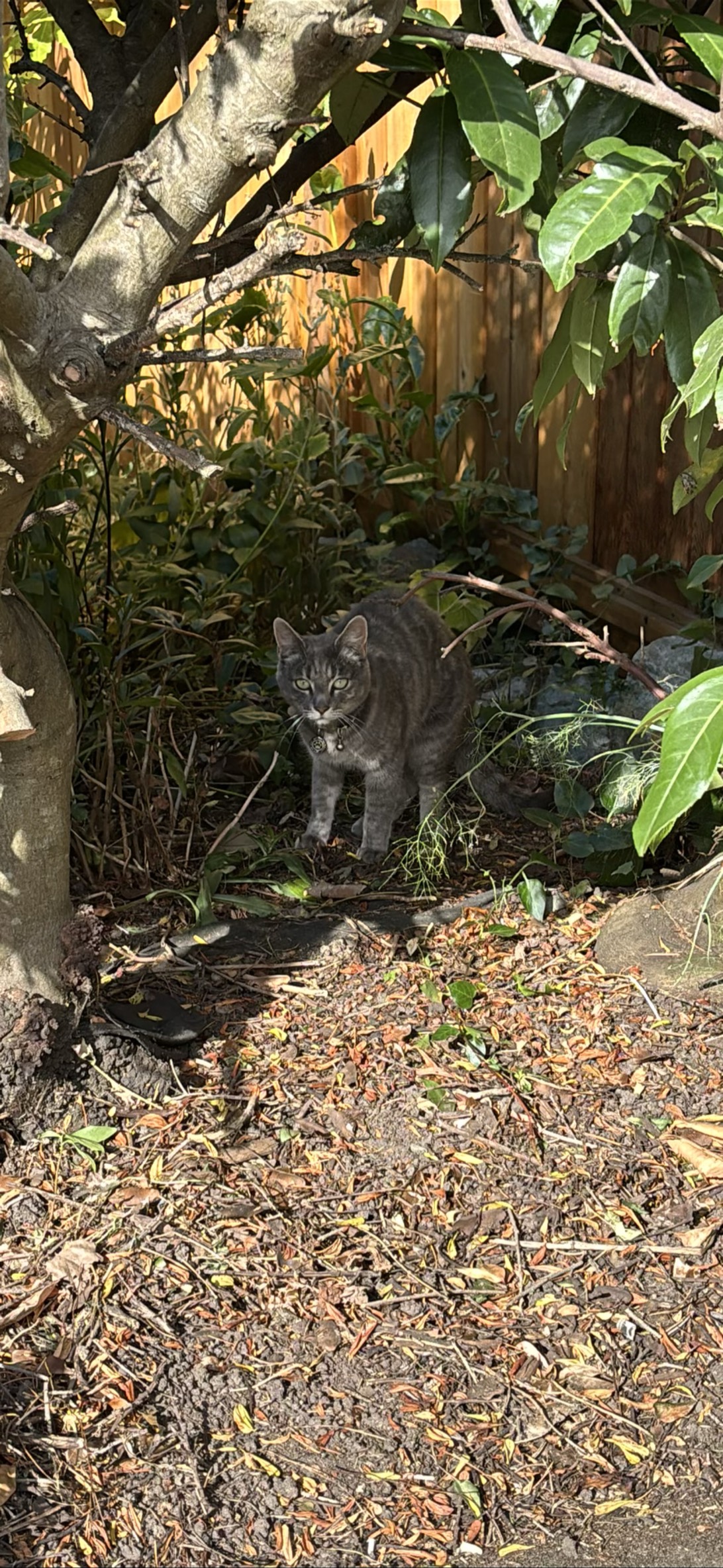 Blinks, a cat found on Chonk Finder