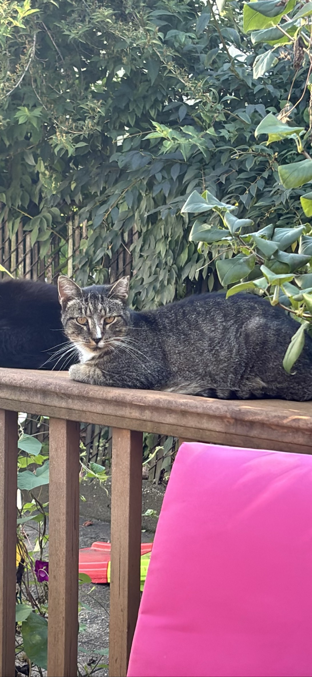 Corona, a cat found on Chonk Finder