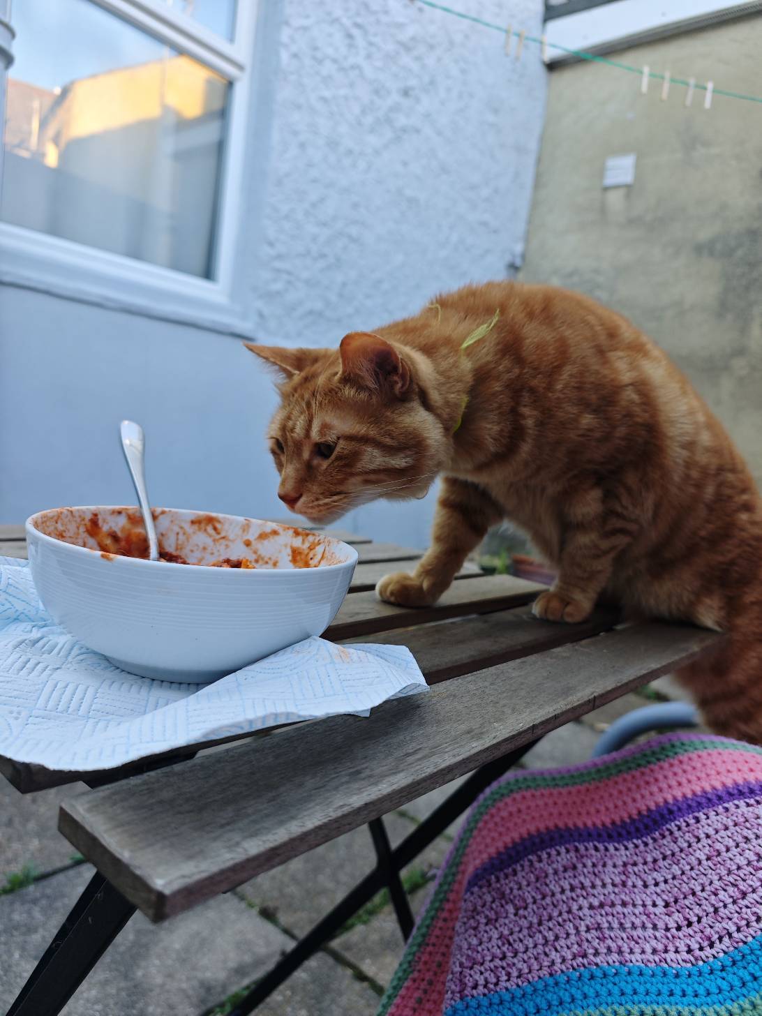 Bronn, a cat found on Chonk Finder