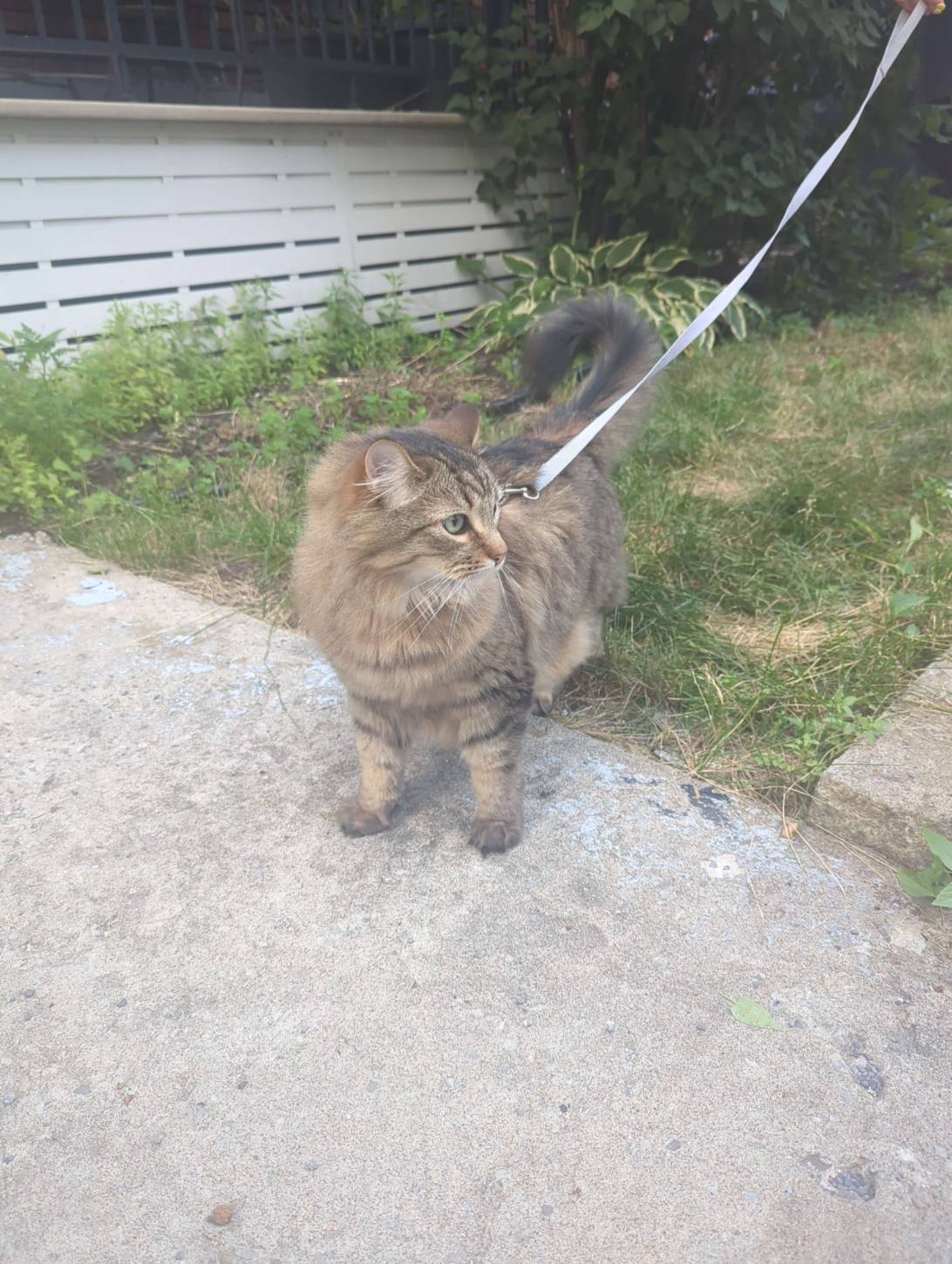 Sullivan, a cat found on Chonk Finder
