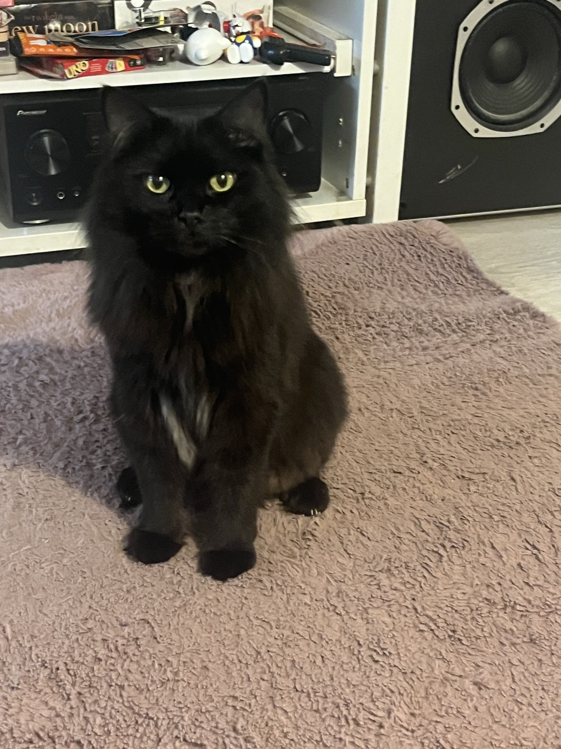 Mr Business, a cat found on Chonk Finder
