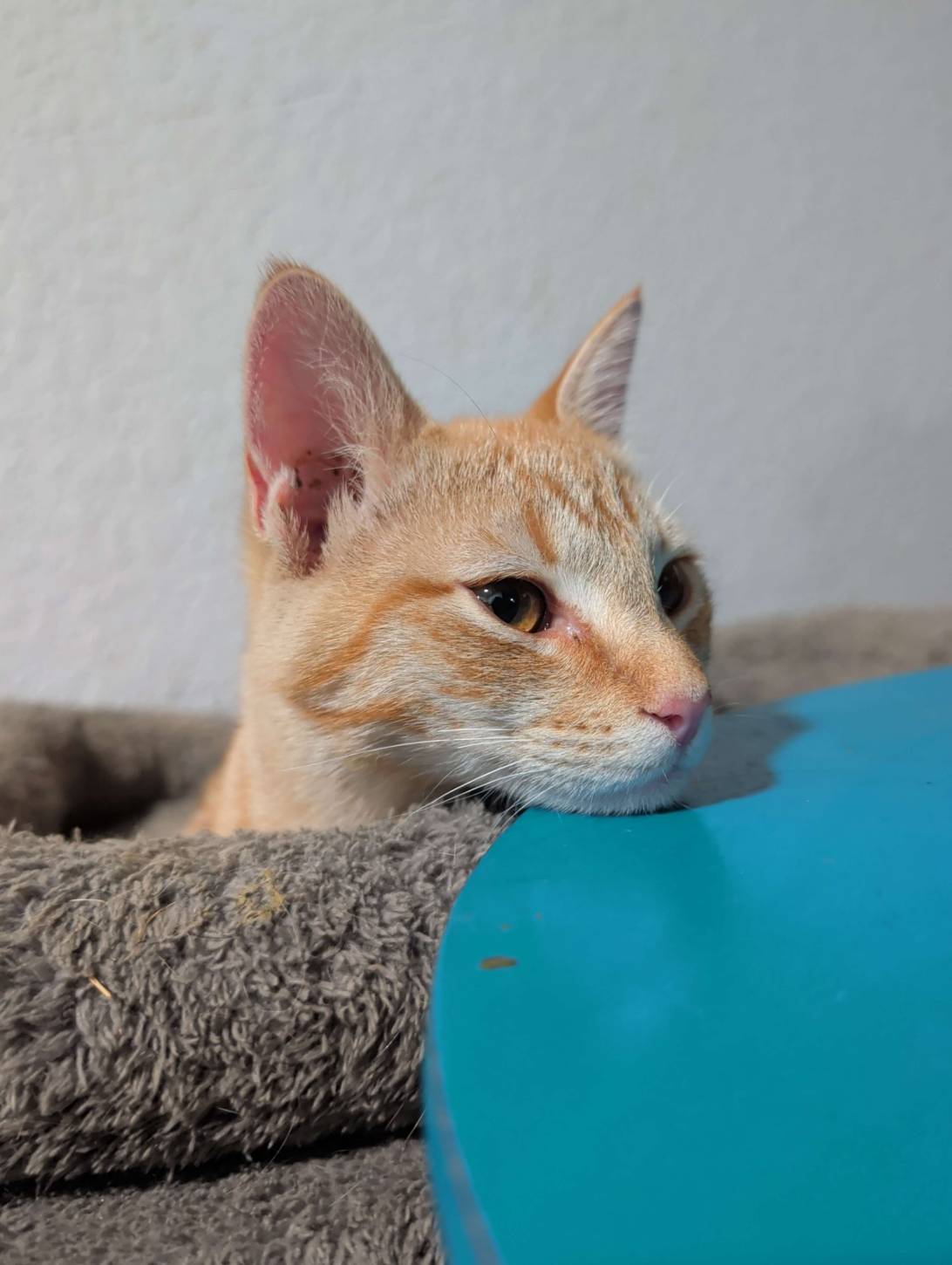 Stizzy, a cat found on Chonk Finder