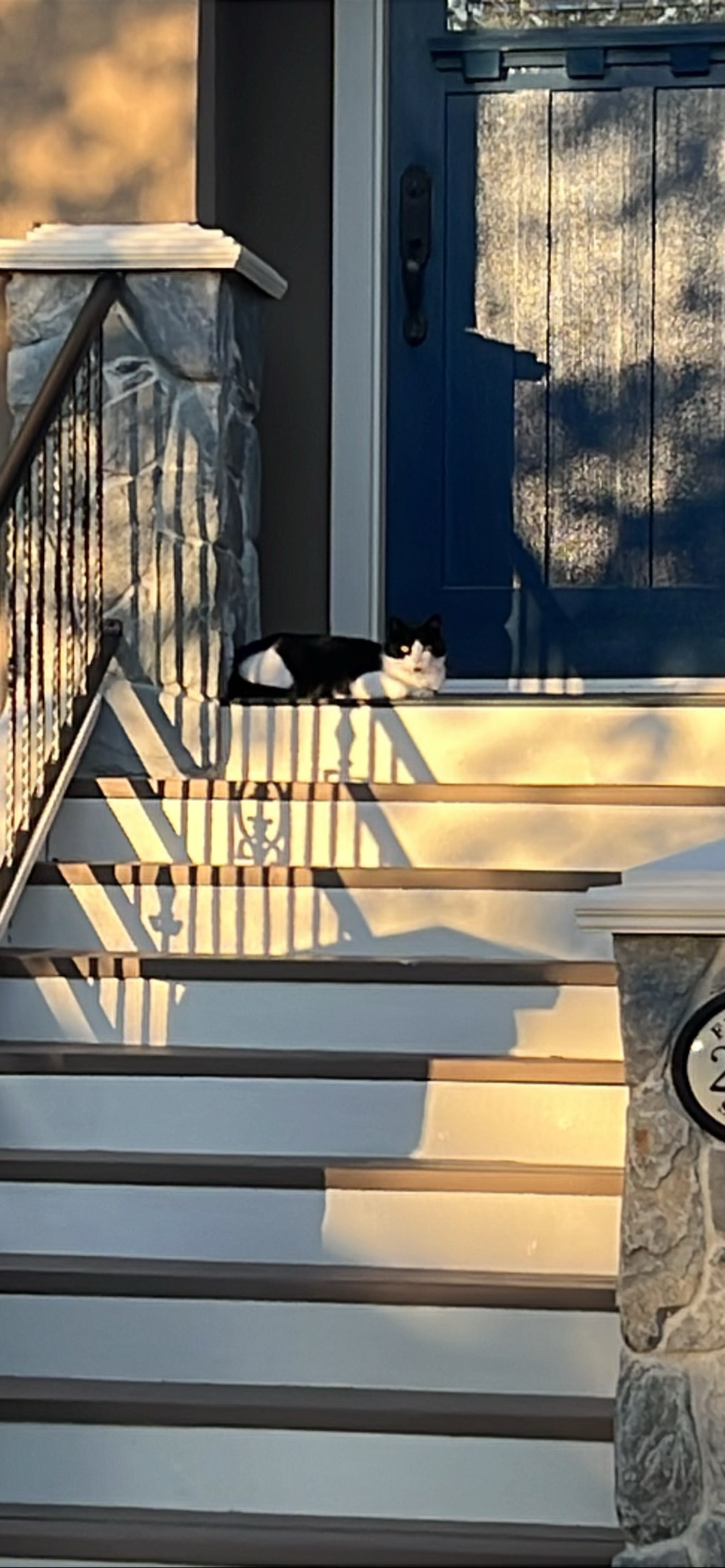 Tux, a cat found on Chonk Finder