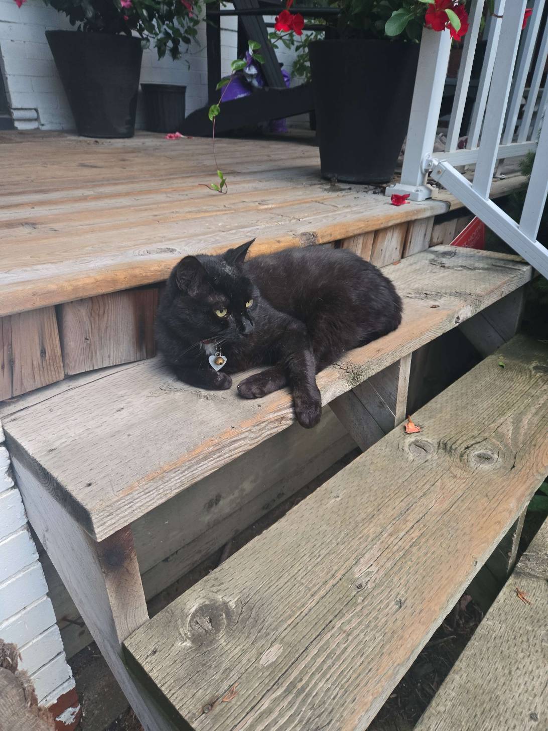 Midnight, a cat found on Chonk Finder