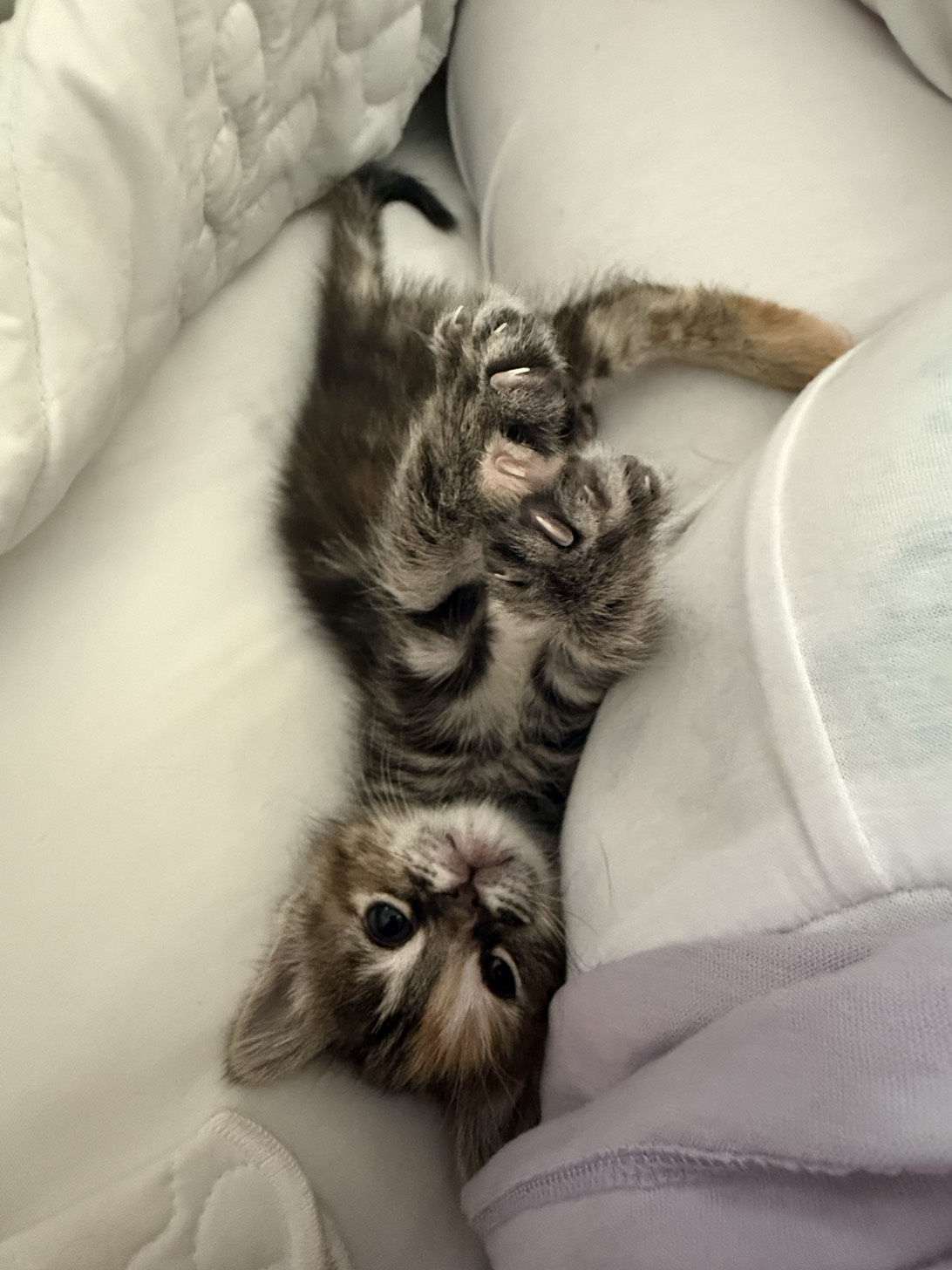 Fiona aka “Fifi”, a cat found on Chonk Finder