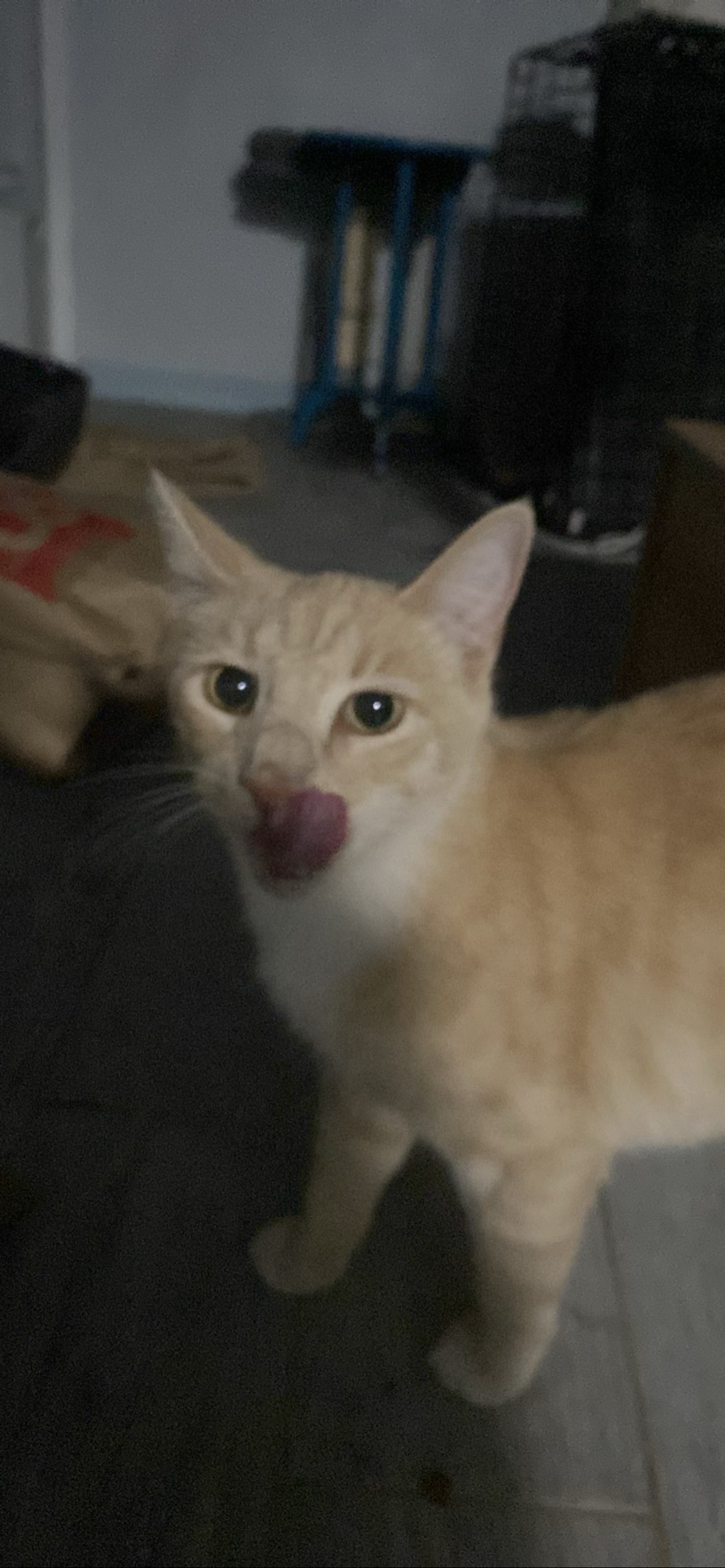 CreamPuff, a cat found on Chonk Finder