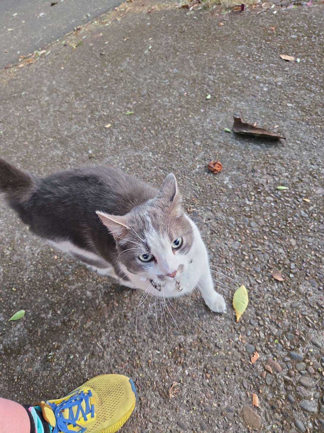Clive, a cat found on Chonk Finder